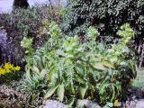 rrcPICT02684indexhelleboruscorsicus0486foord