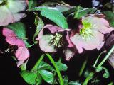 rrcPICT02712indexhelleborusorientalis0486foord