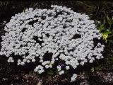 rrcPICT02802indexiberissaxatilis0590foord