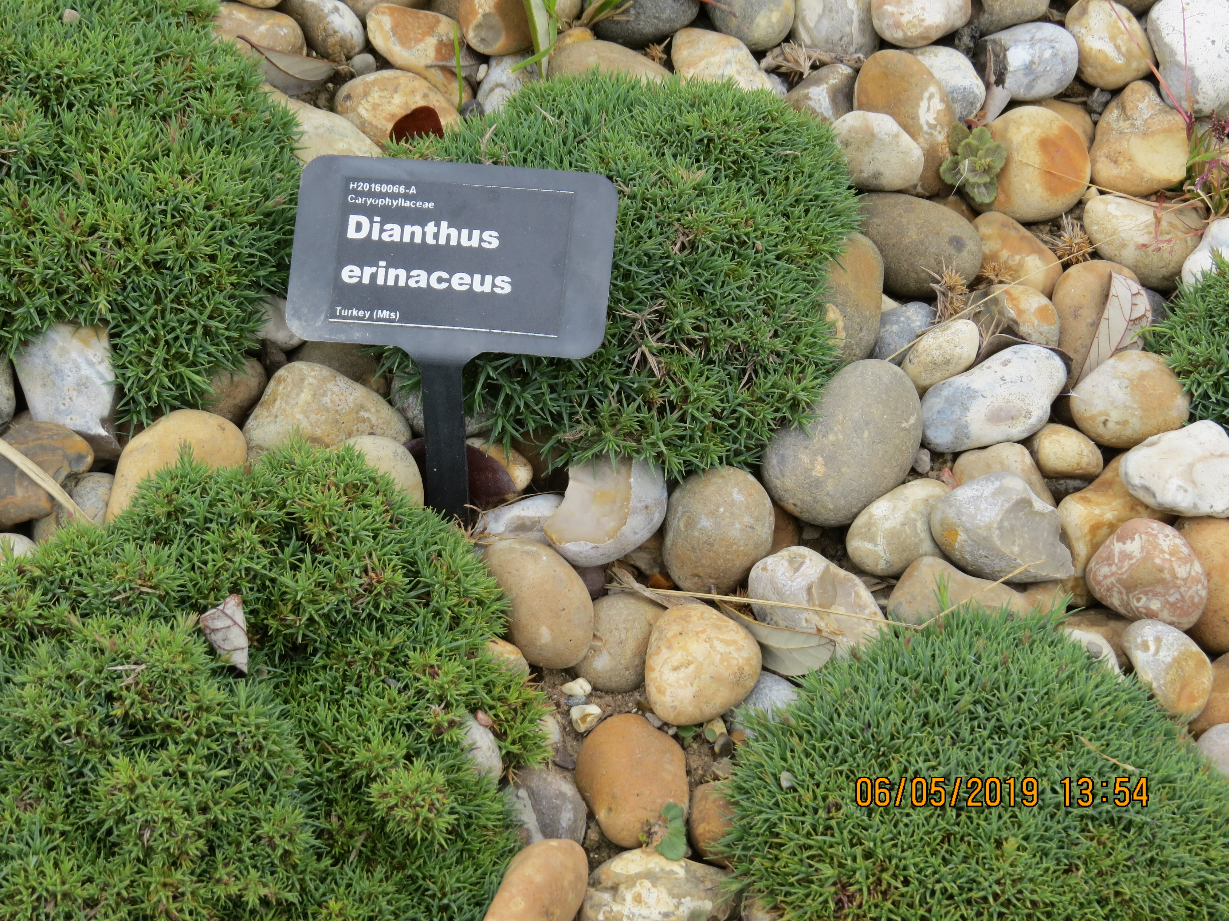 dianthuserinaceusIMG0105