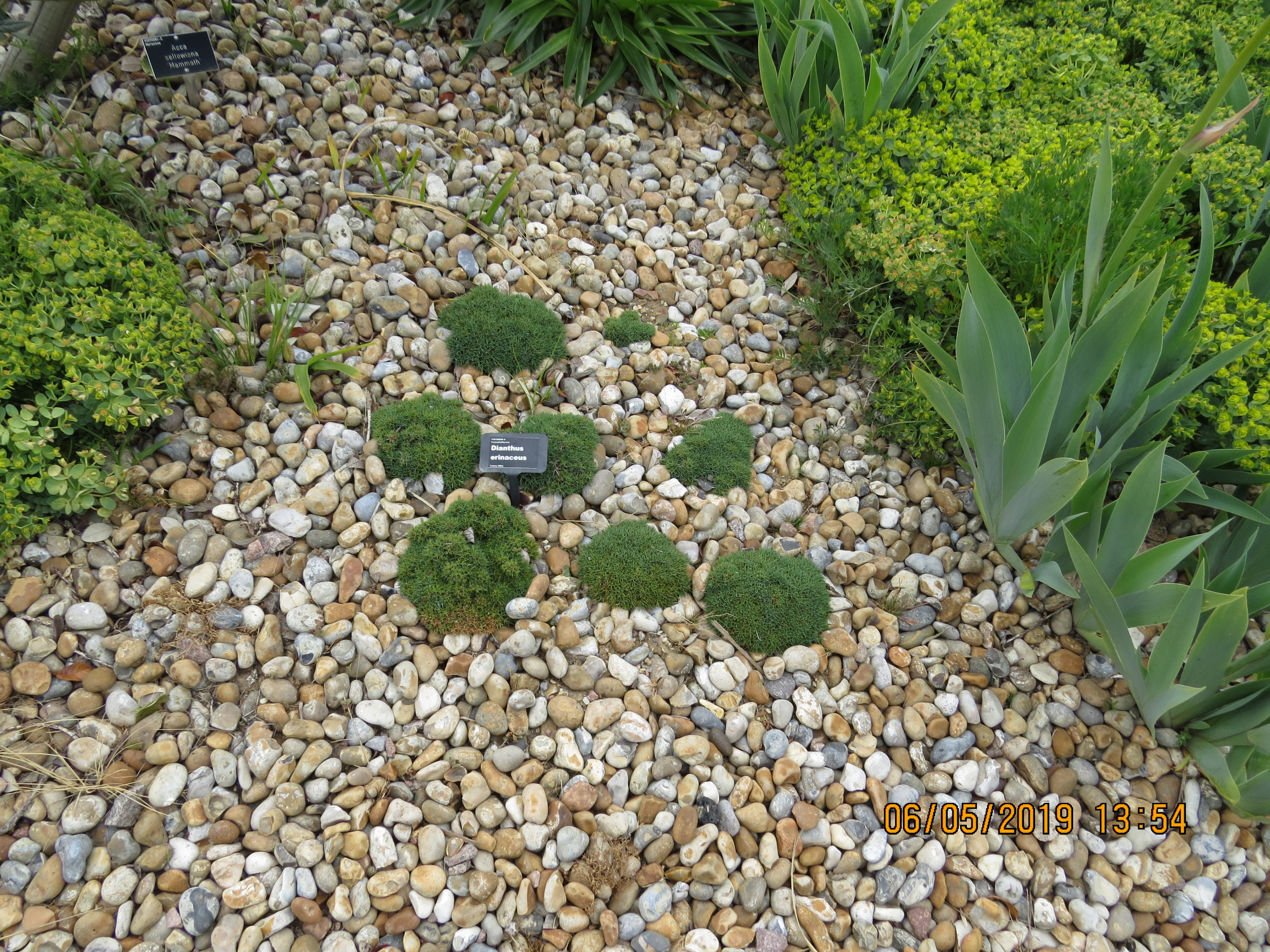 dianthuserinaceusIMG0106