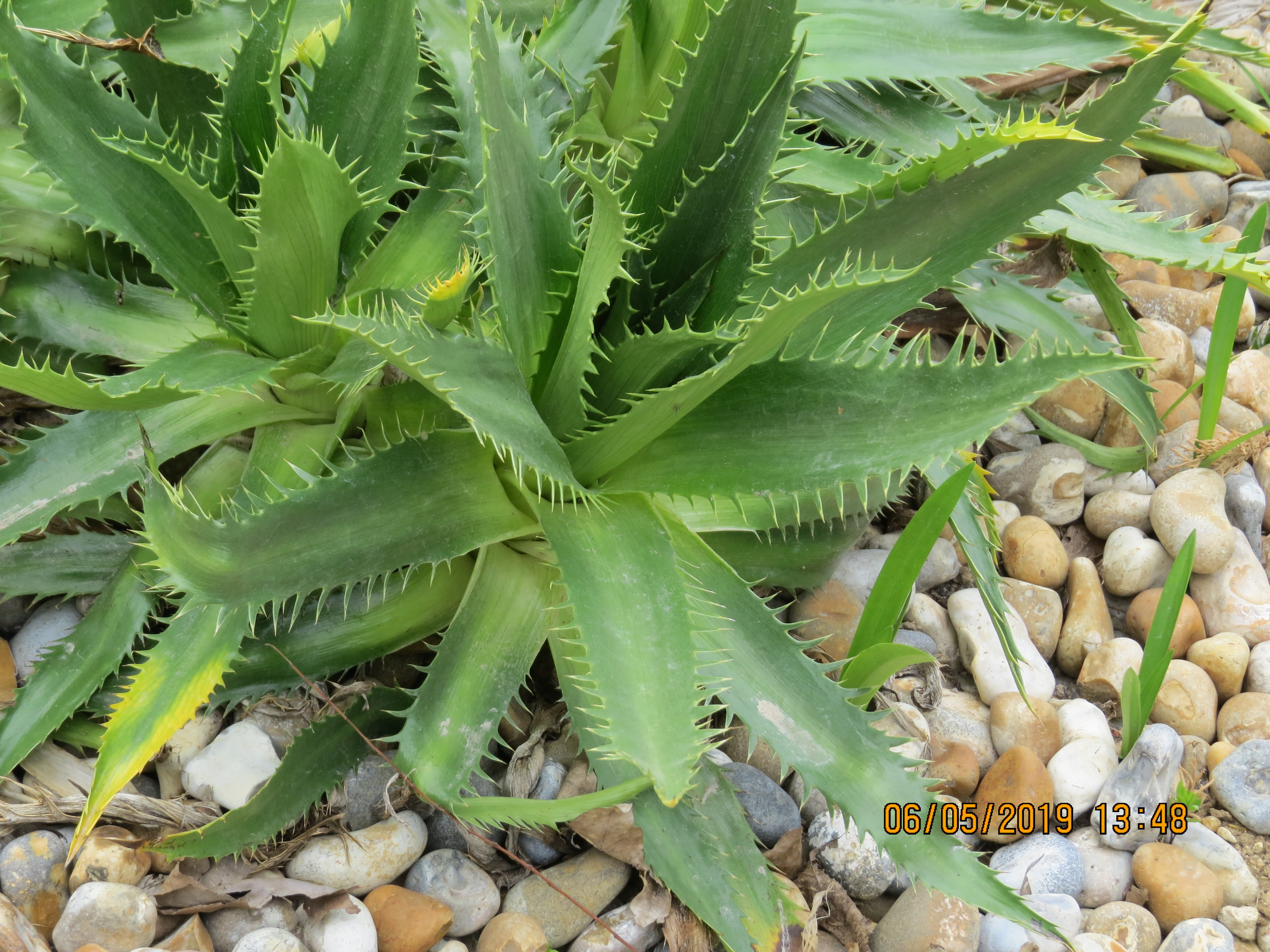 eryngiumagavifoliumIIMG0086