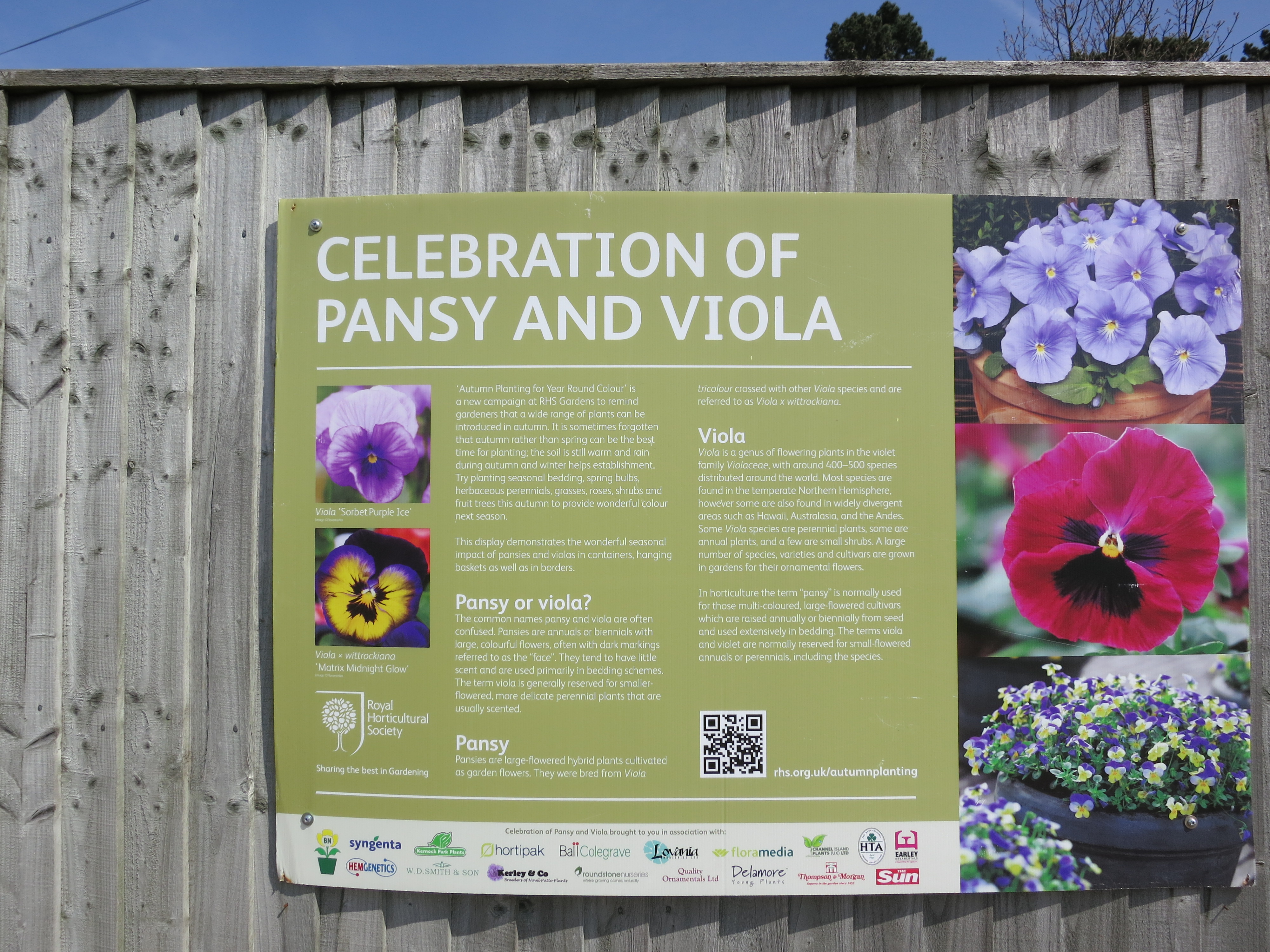 pansyandviolanoticeIMG2463