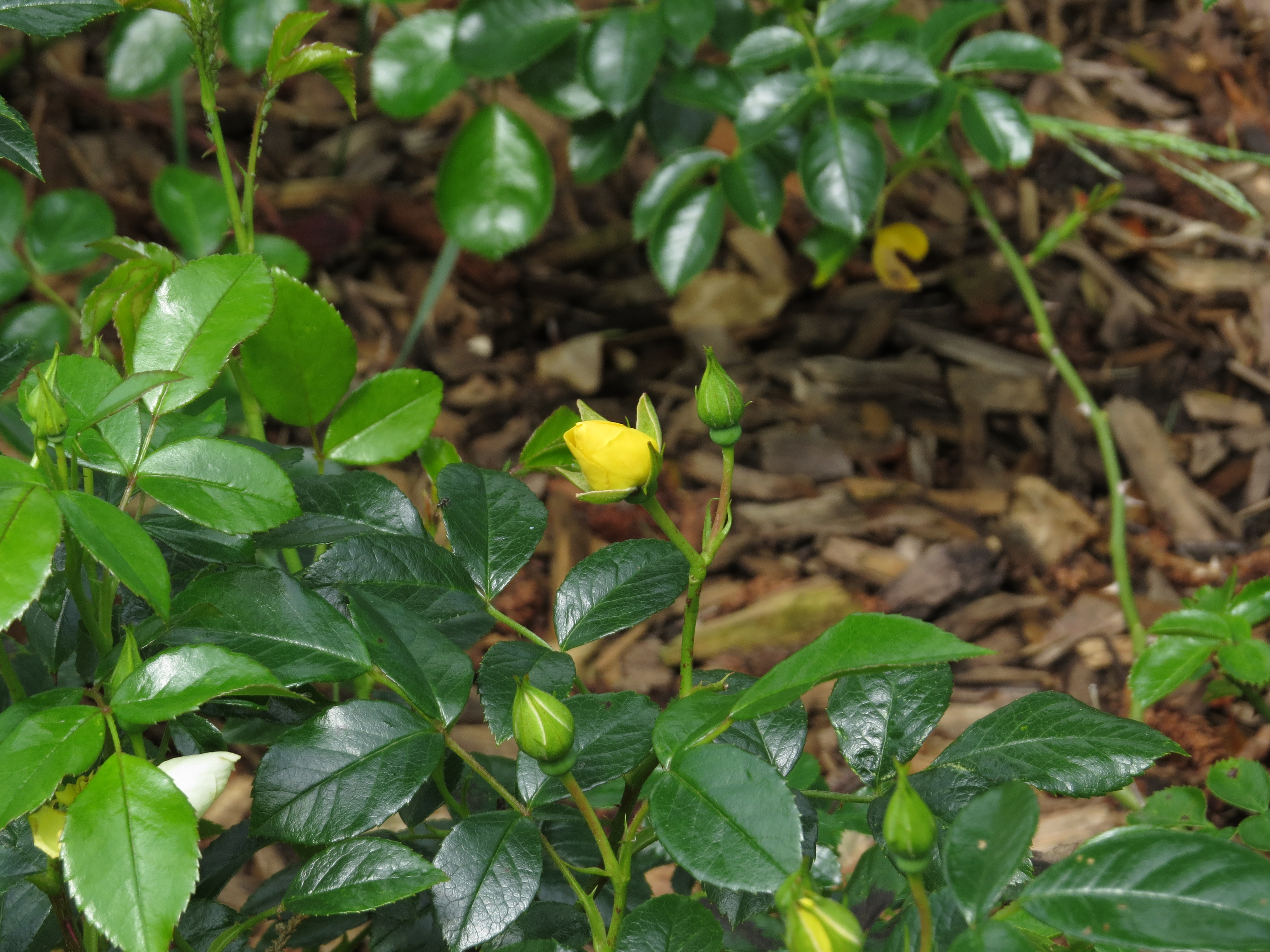rosagoldflowercarpetIMG3728