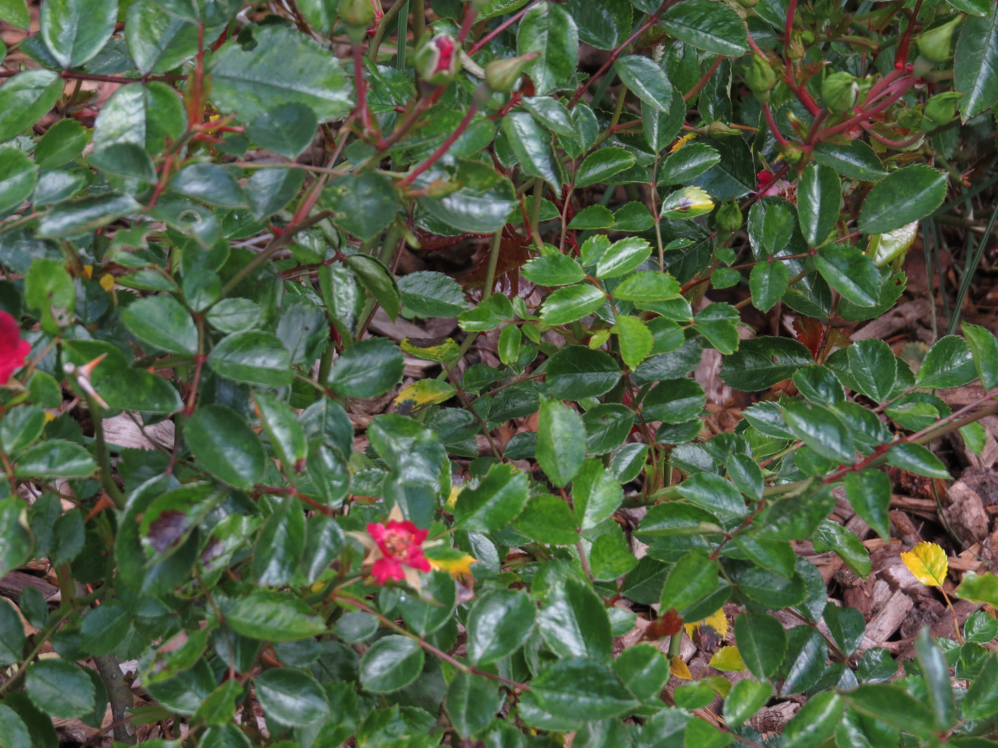 rosaredvelvetflowercarpetIMG3750