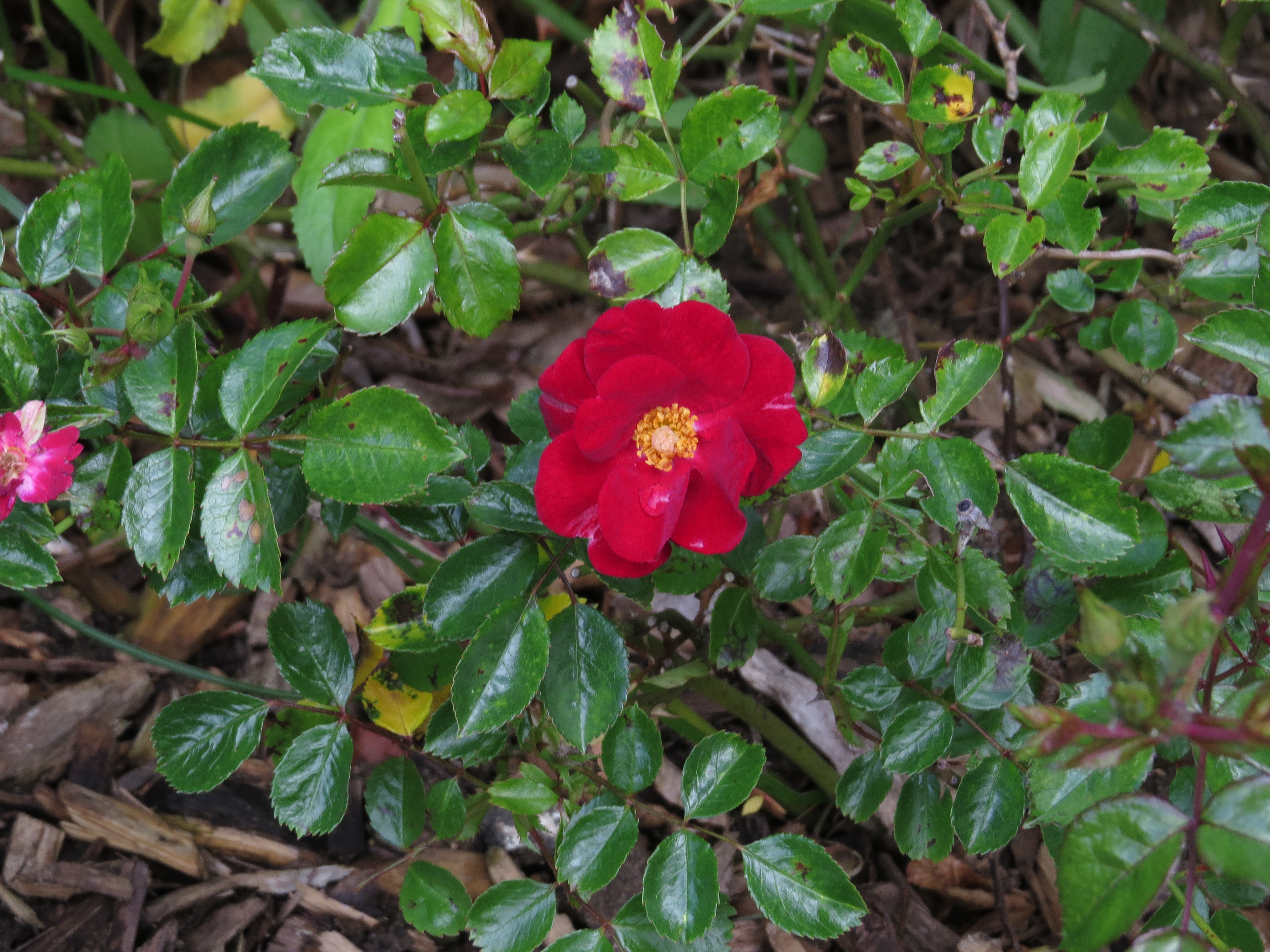 rosaredvelvetflowercarpetIMG3751