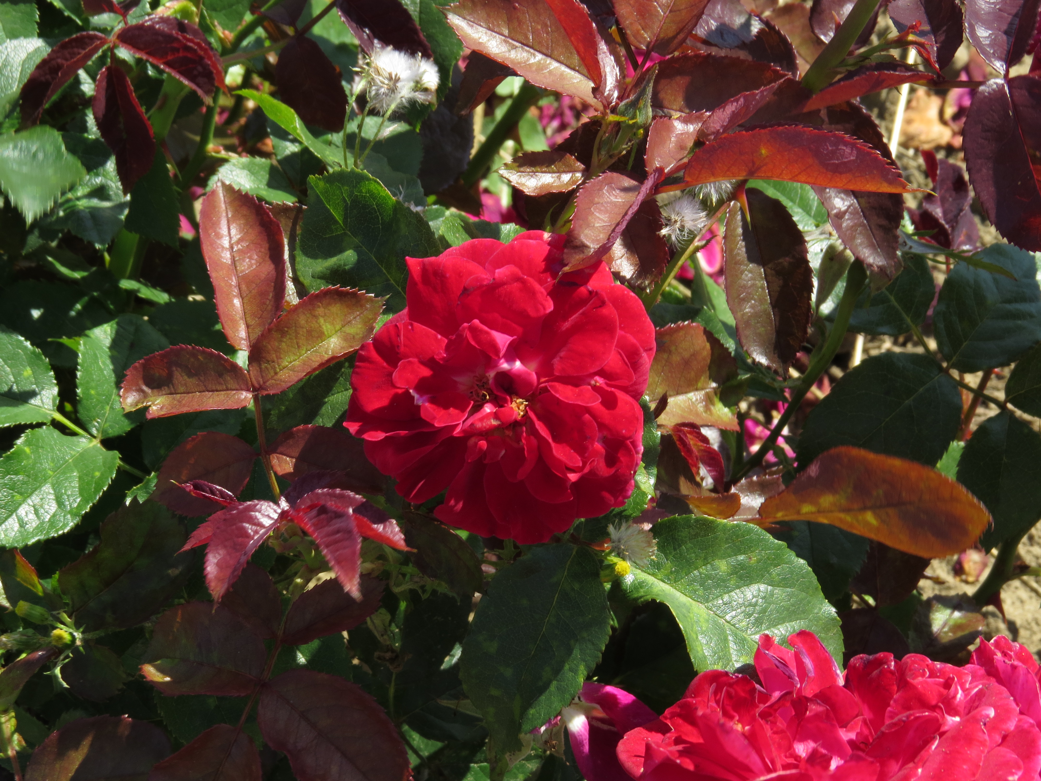RosaarthurmerrilIMG8337