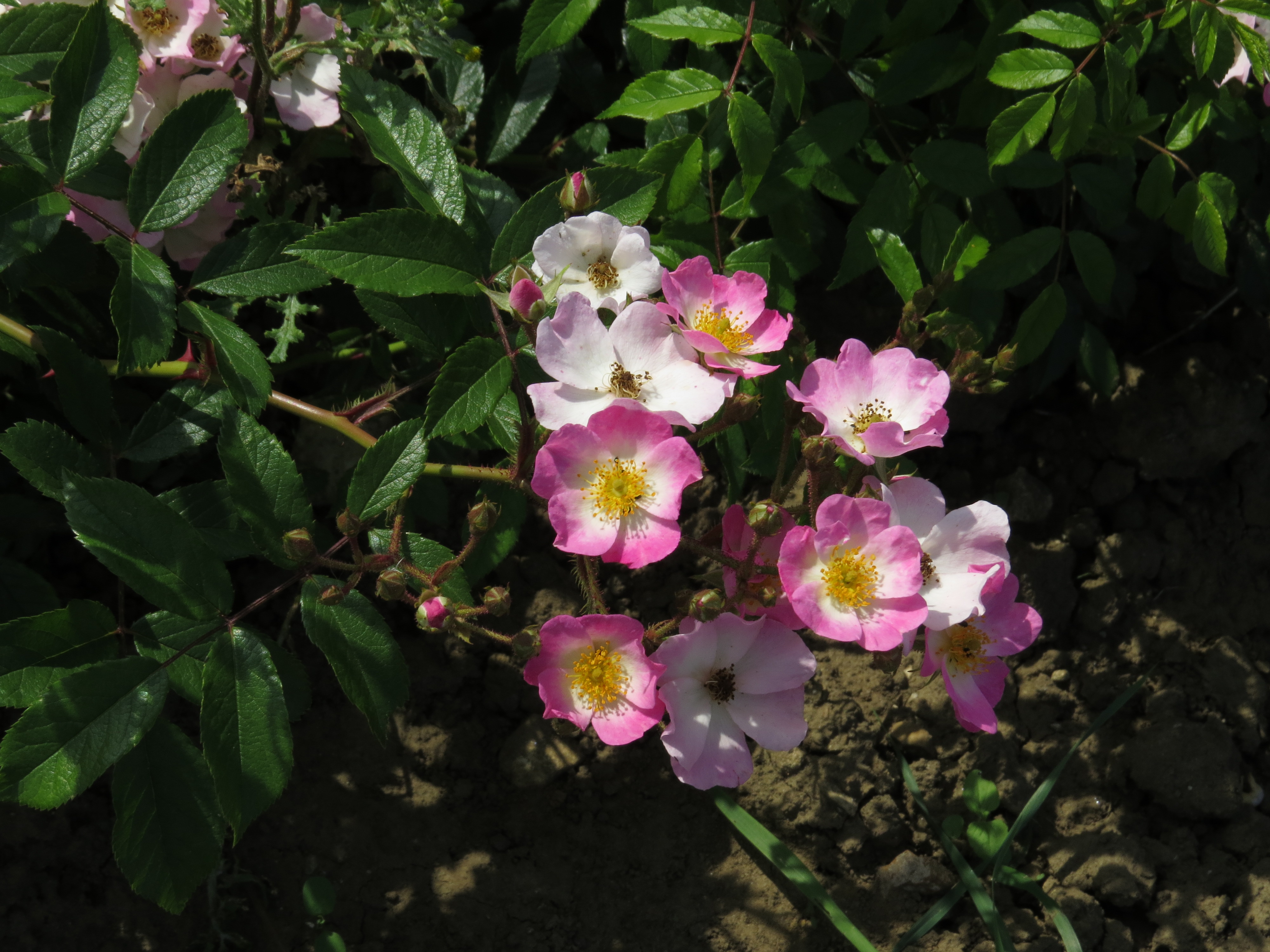 RosaballerinaIMG9405