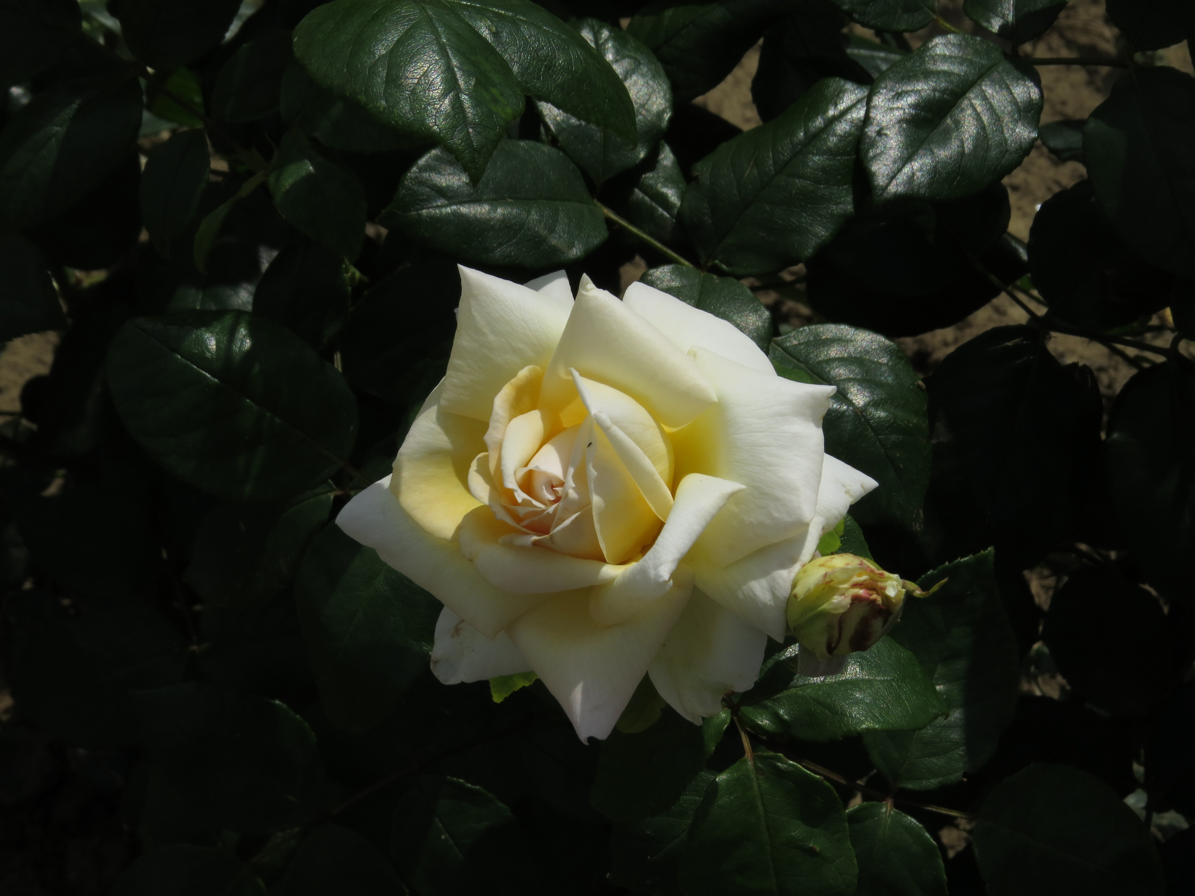 RosabettyssmileIMG9566