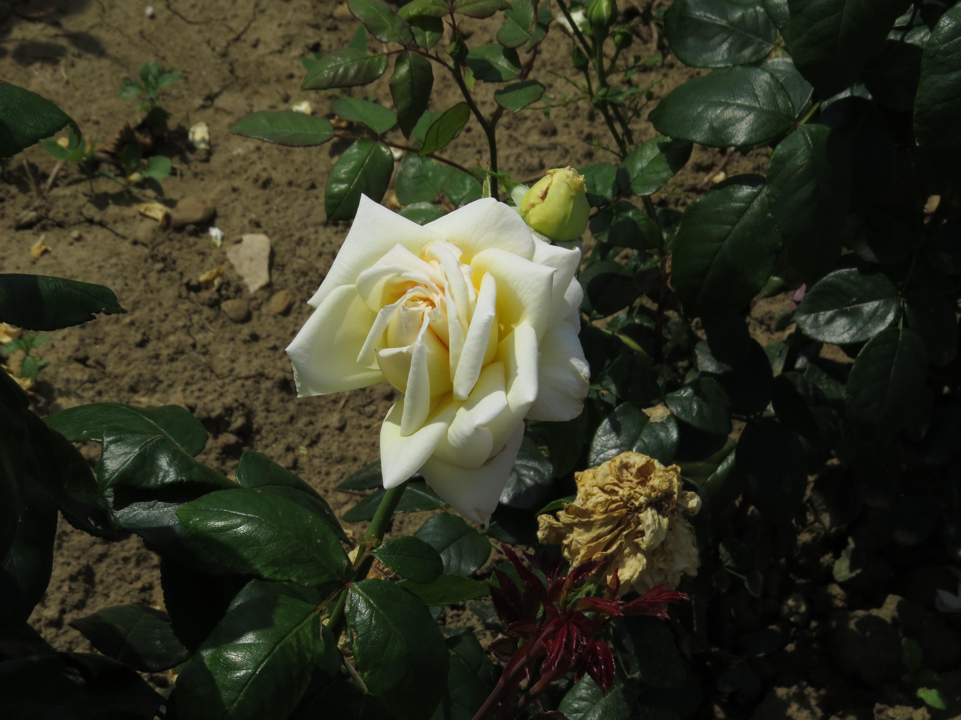 RosabettyssmileIMG9567
