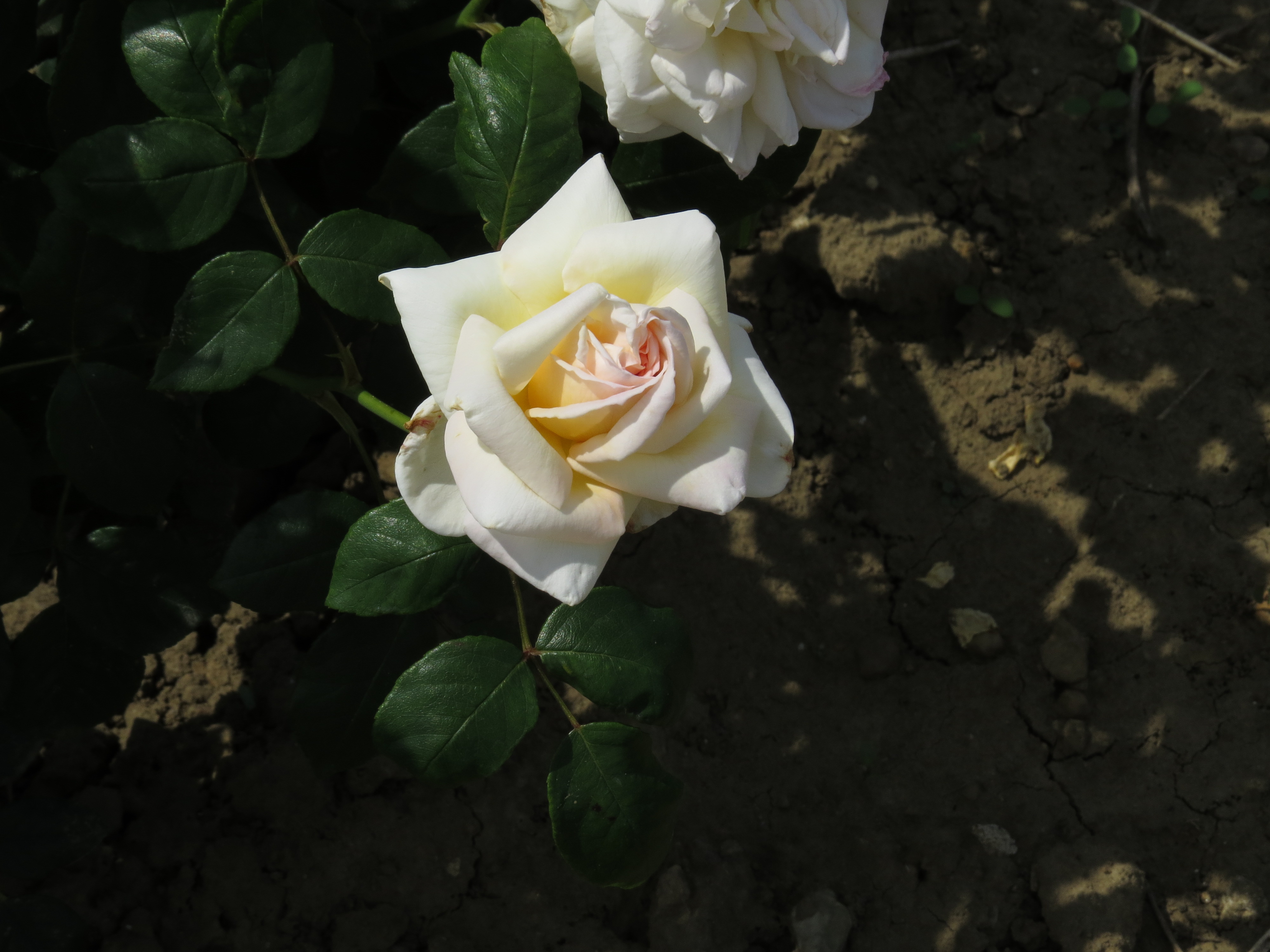 RosabettyssmileIMG9569