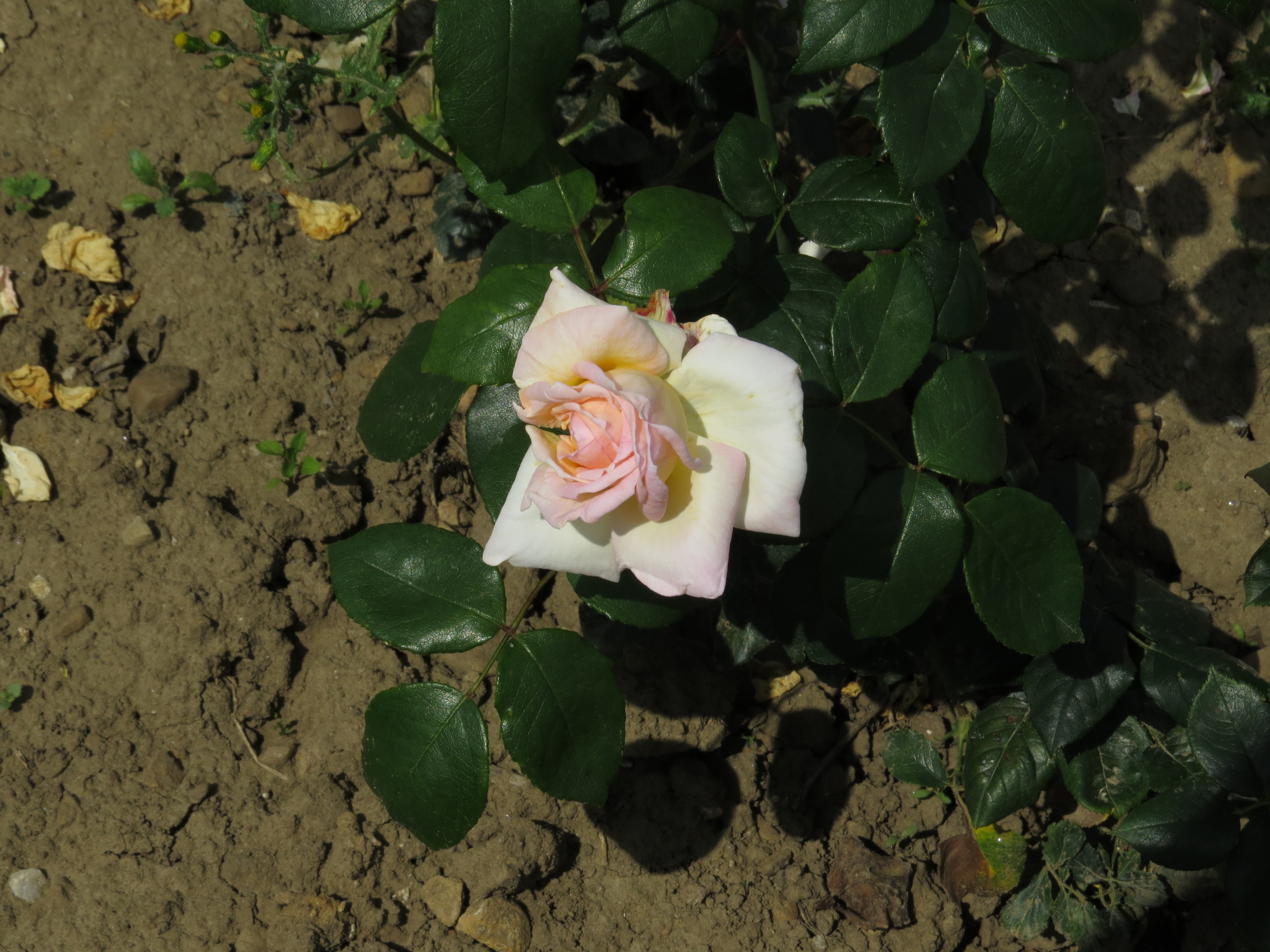 RosabettyssmileIMG9571
