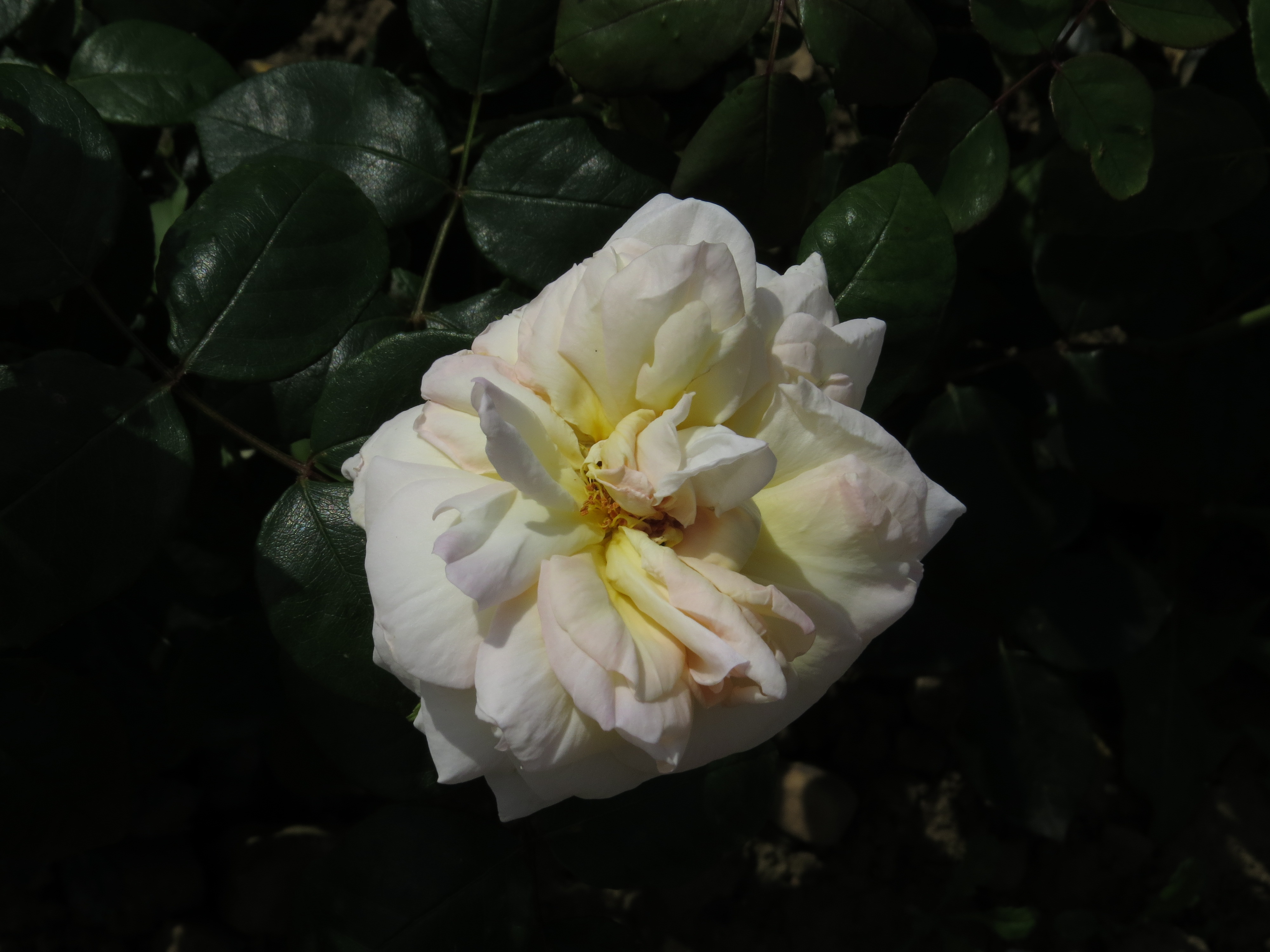 RosabettyssmileIMG9572