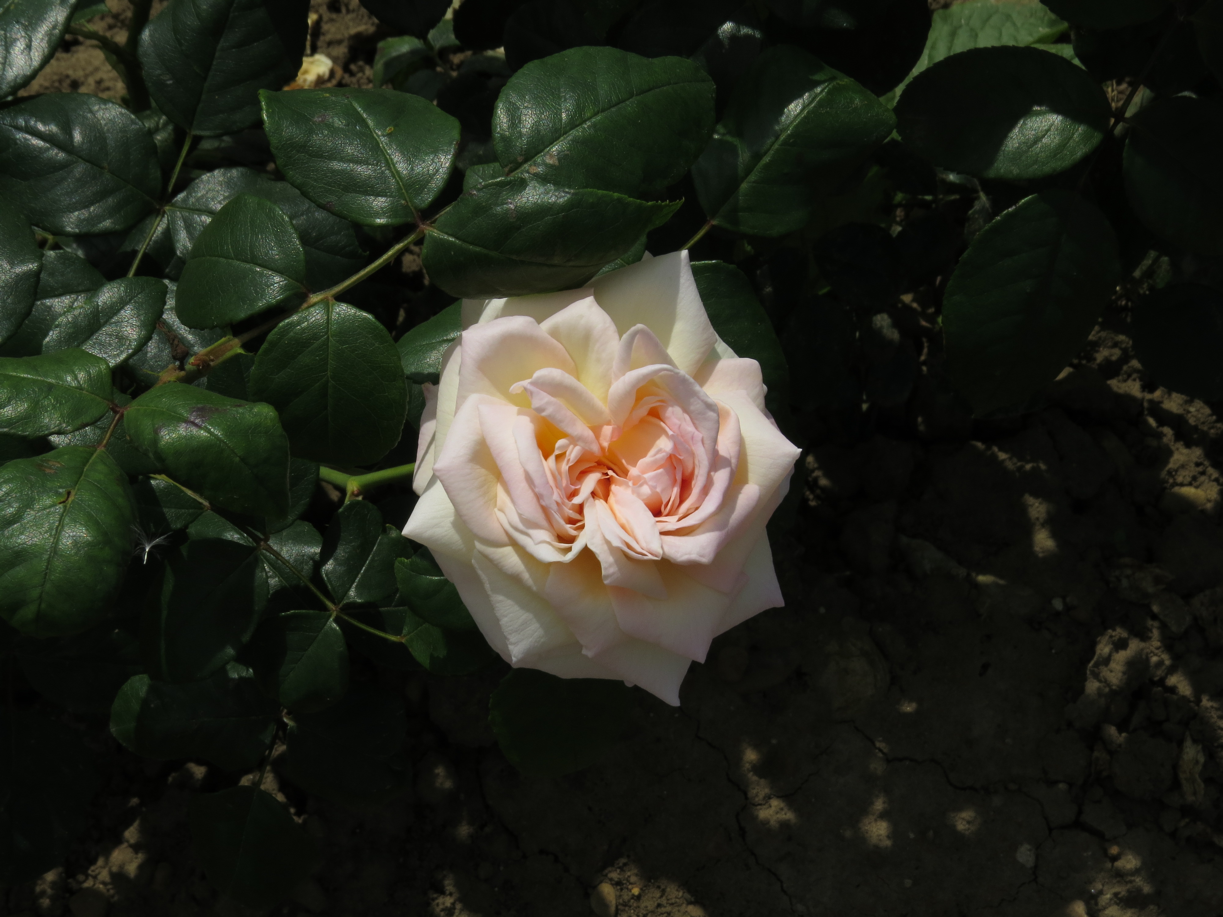 RosabettyssmileIMG9573