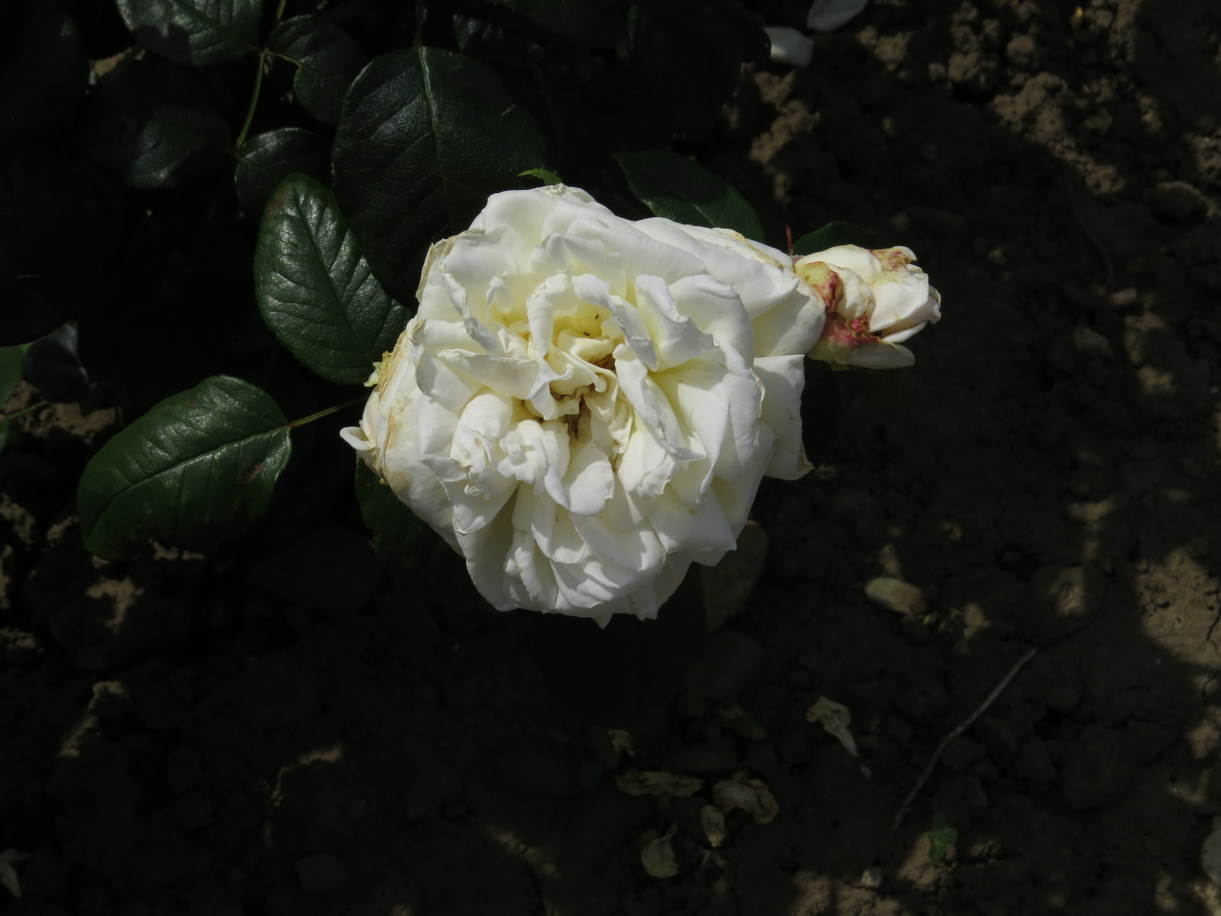 RosabettyssmileIMG9575