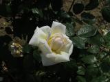 wIMG9568indexrosabettyssmilegarnonswilliams