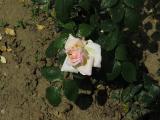 wIMG9571indexrosabettyssmilegarnonswilliams