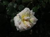 wIMG9572indexrosabettyssmilegarnonswilliams