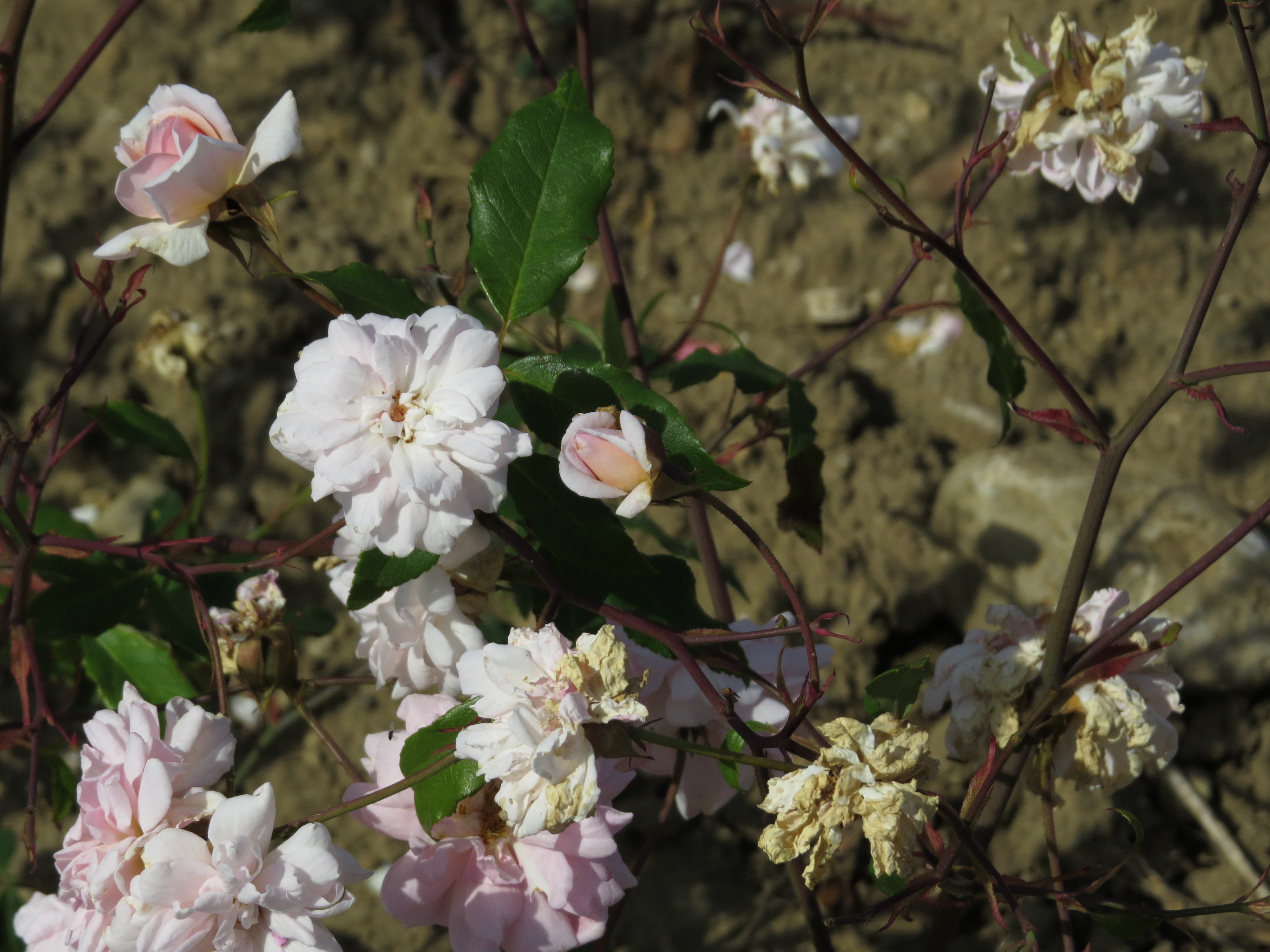 RosacecilebrunnerIMG6208