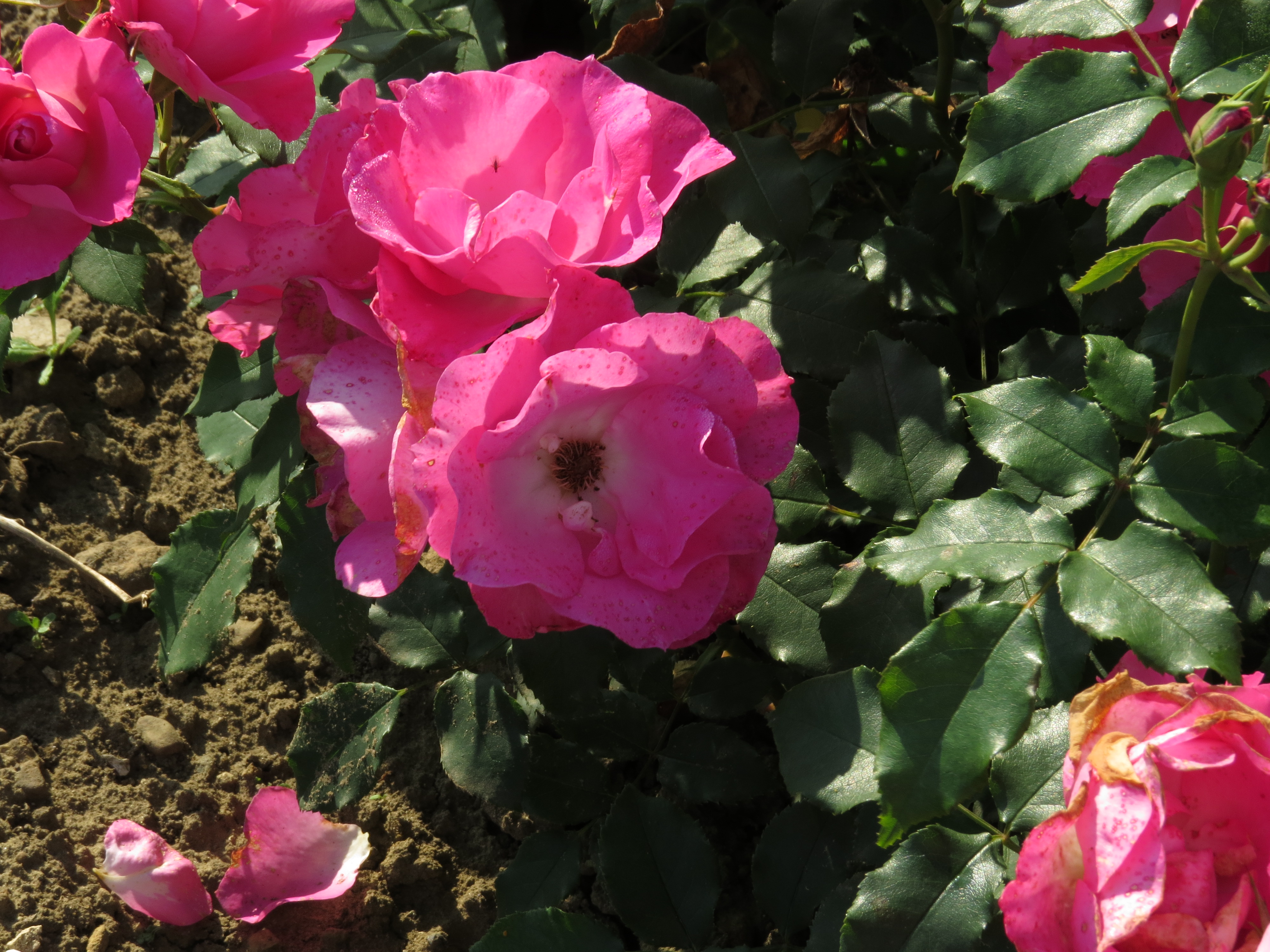 RosadancingpinkIMG8851