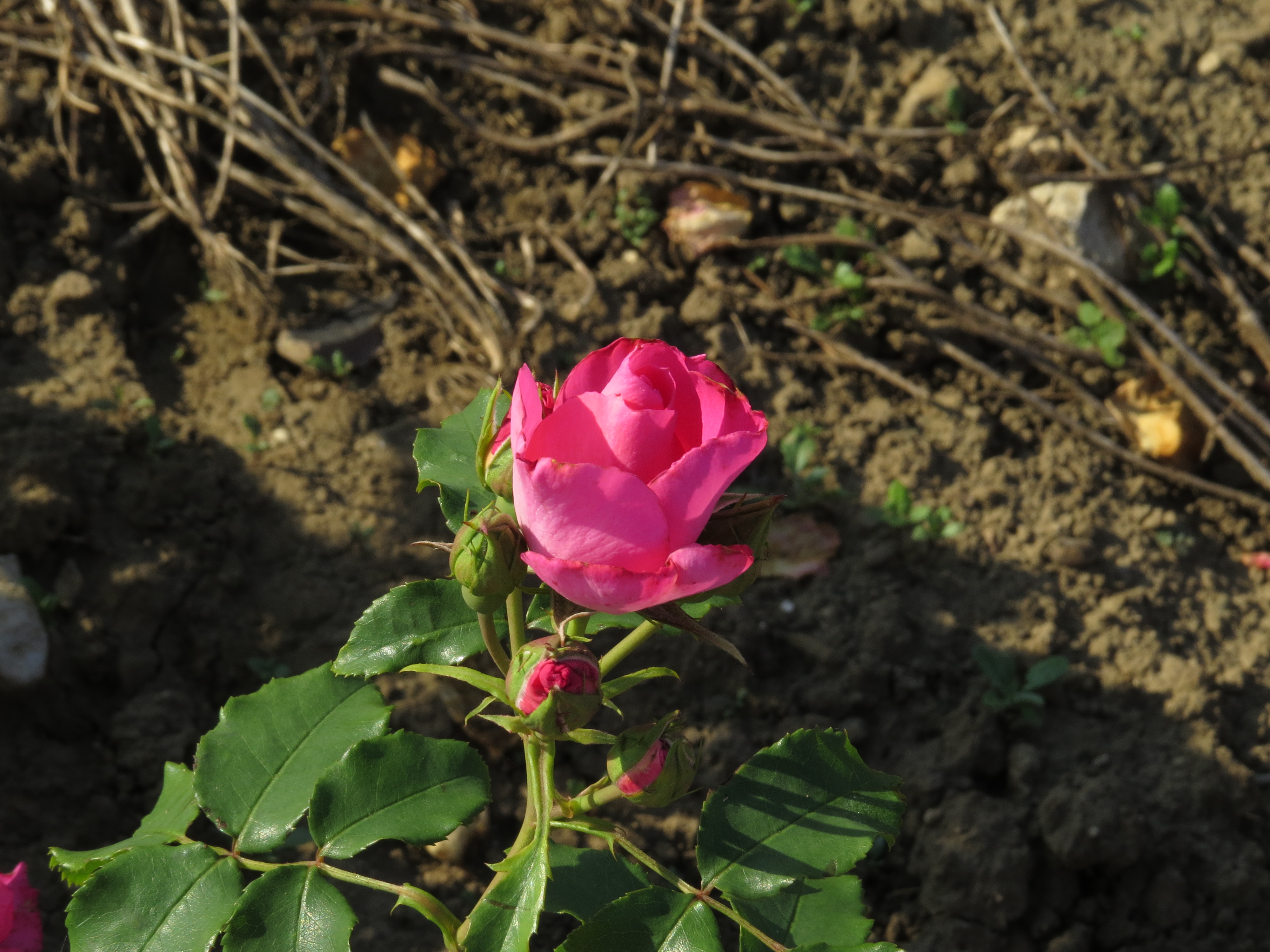 RosadancingpinkIMG8855