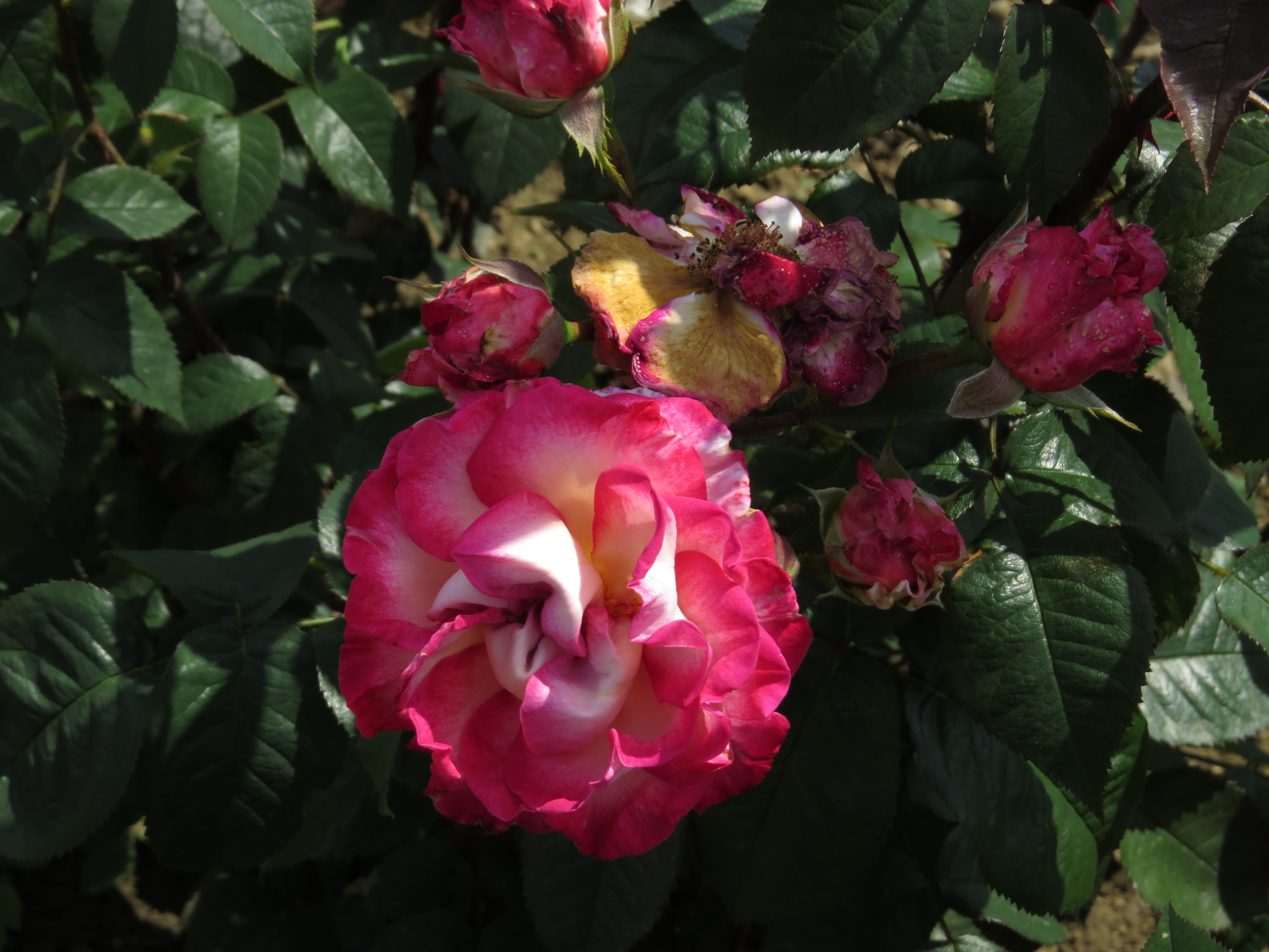RosaeddiebaileyIMG5961