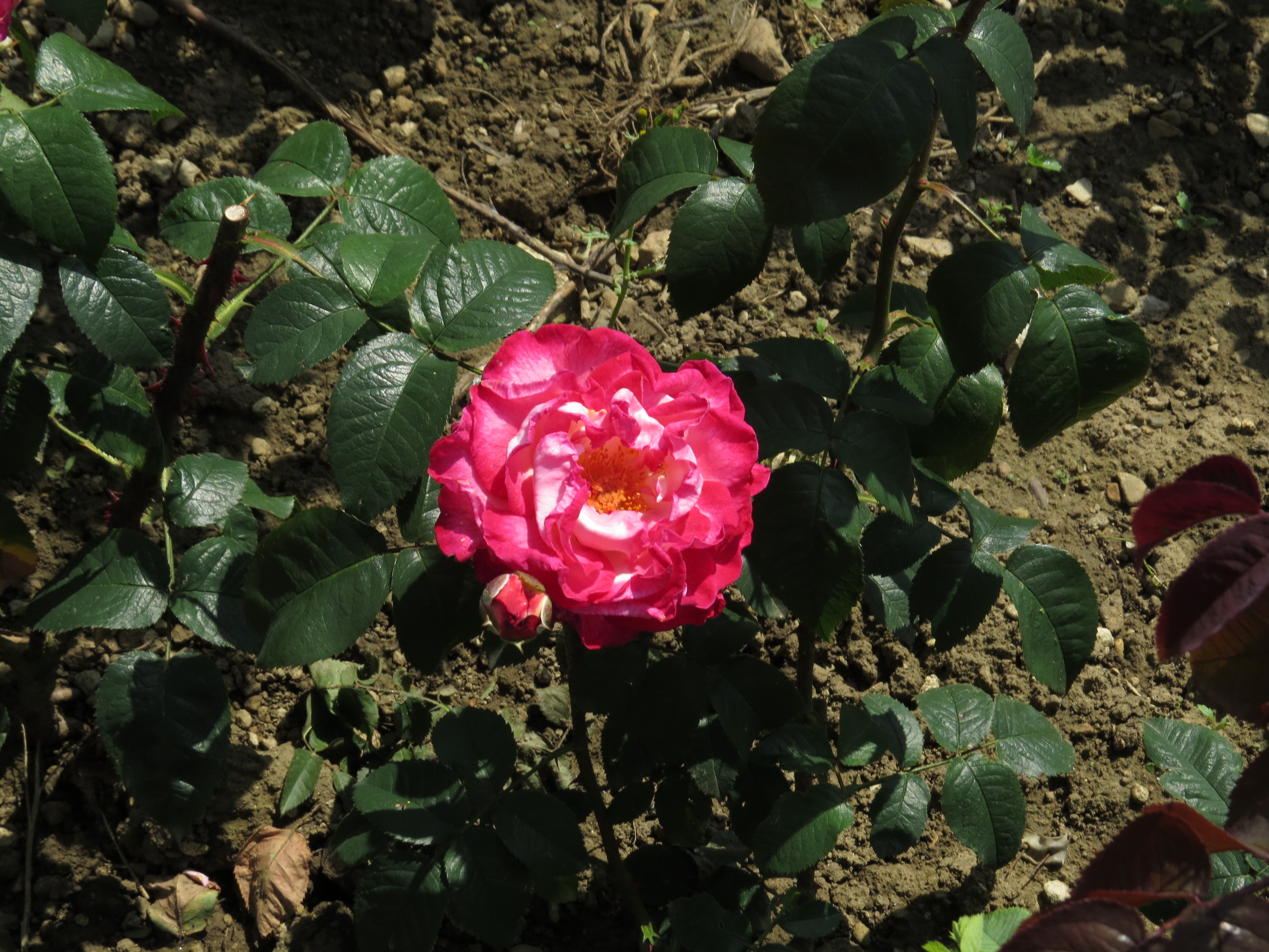 RosaeddiebaileyIMG5964