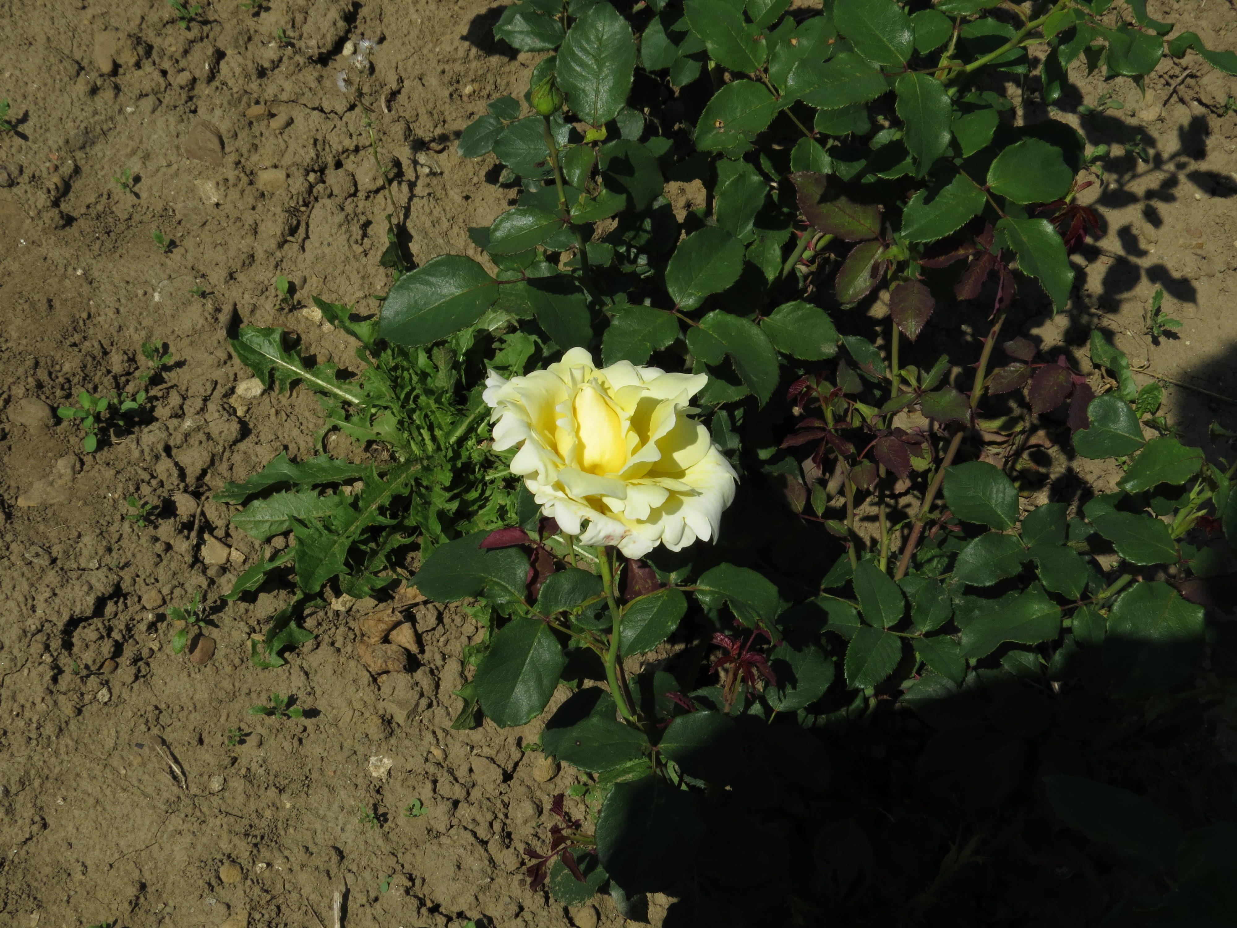 RosaelinaIMG8136
