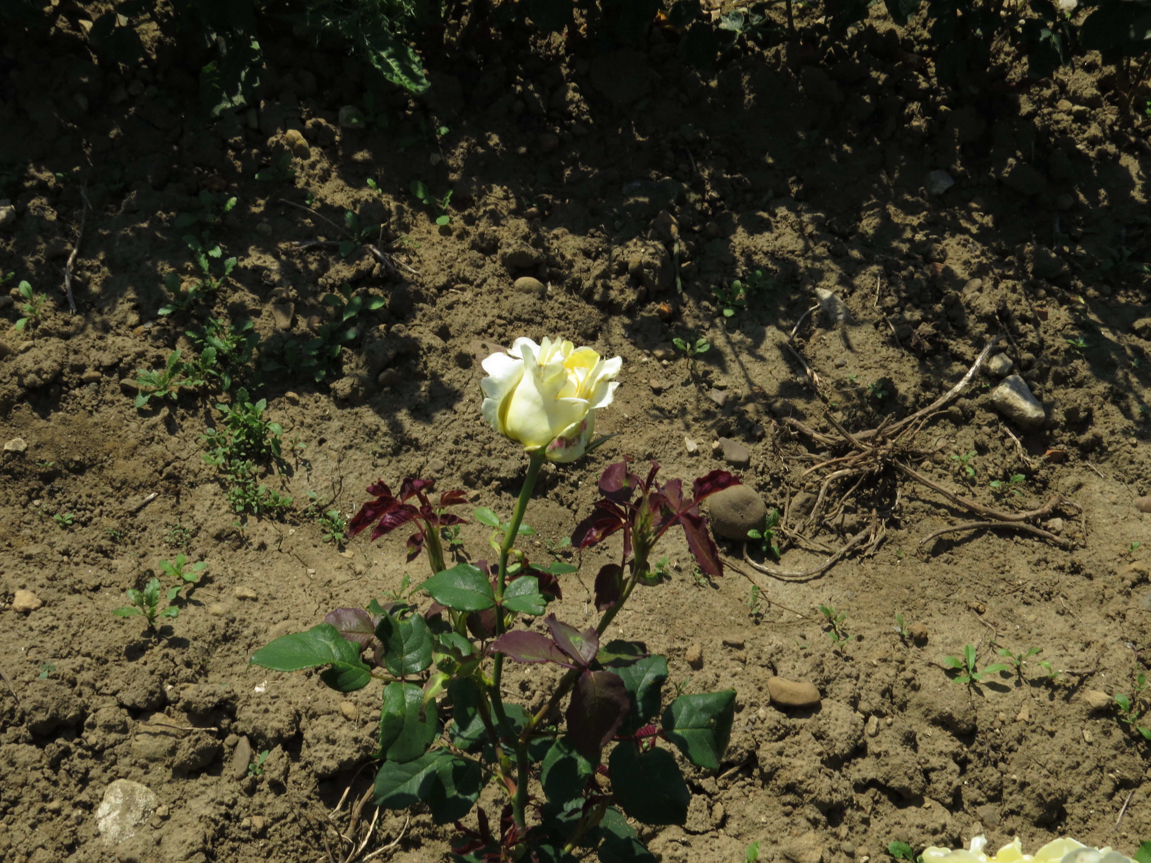 RosaelinaIMG8138