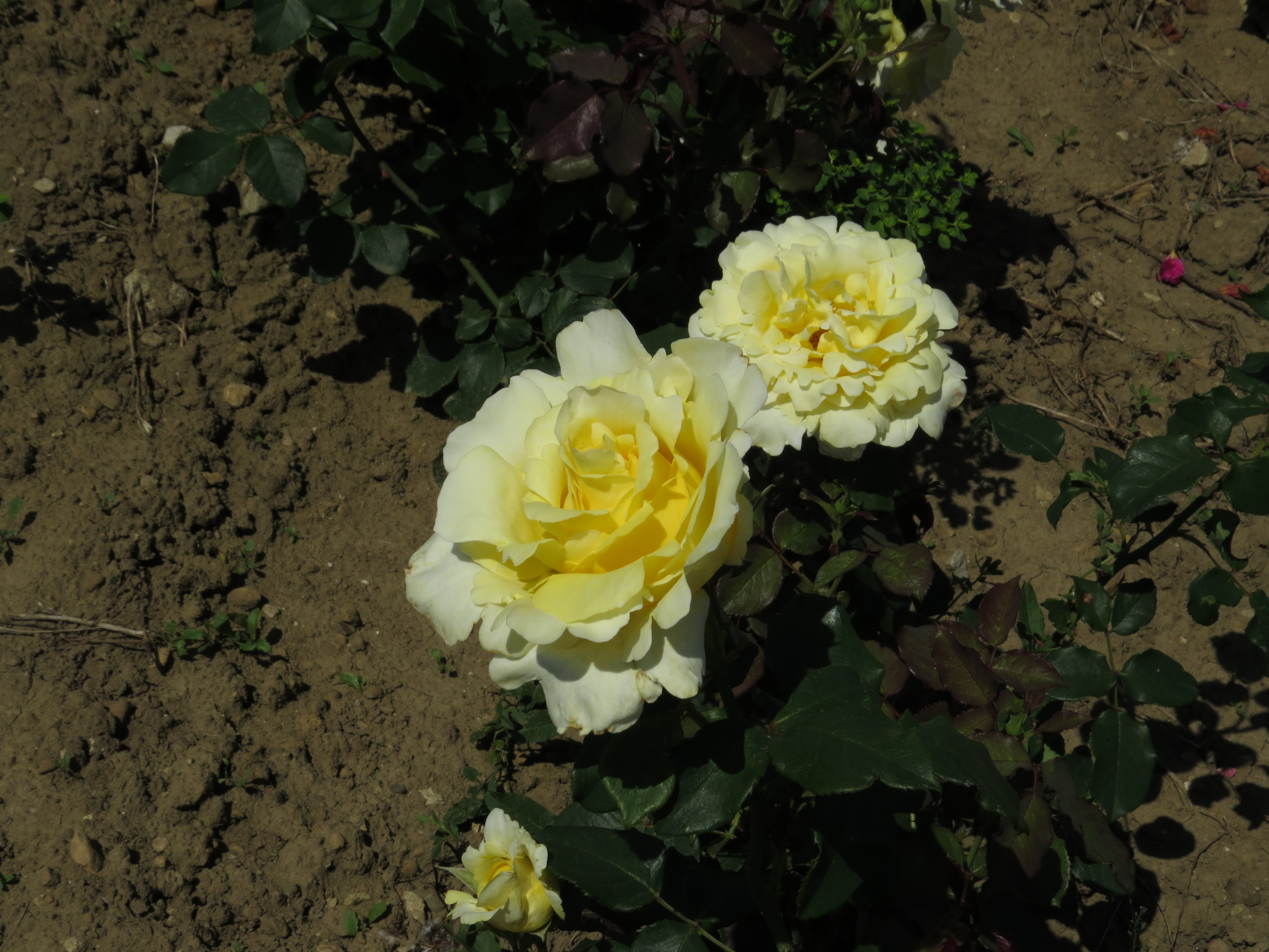 RosaelinaIMG8140