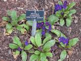 hIMG2001indexprimulacowichanamethystgroupsissinghurstplantgarnonswilliams