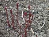 hIMG2030indexpaeonialactifloraaugustedessertsissinghurstplantgarnonswilliams