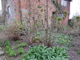 hIMG2055indexpaeonialudlowiisissinghurstplantgarnonswilliams