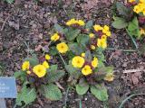 hIMG2059indexprimulabarnhavenyellowsissinghurstplantgarnonswilliams