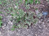 hIMG2071indexpaeoniamlokosewitschiisissinghurstplantgarnonswilliams