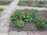 hIMG2076indextulipaorangeemperorsissinghurstplantgarnonswilliams