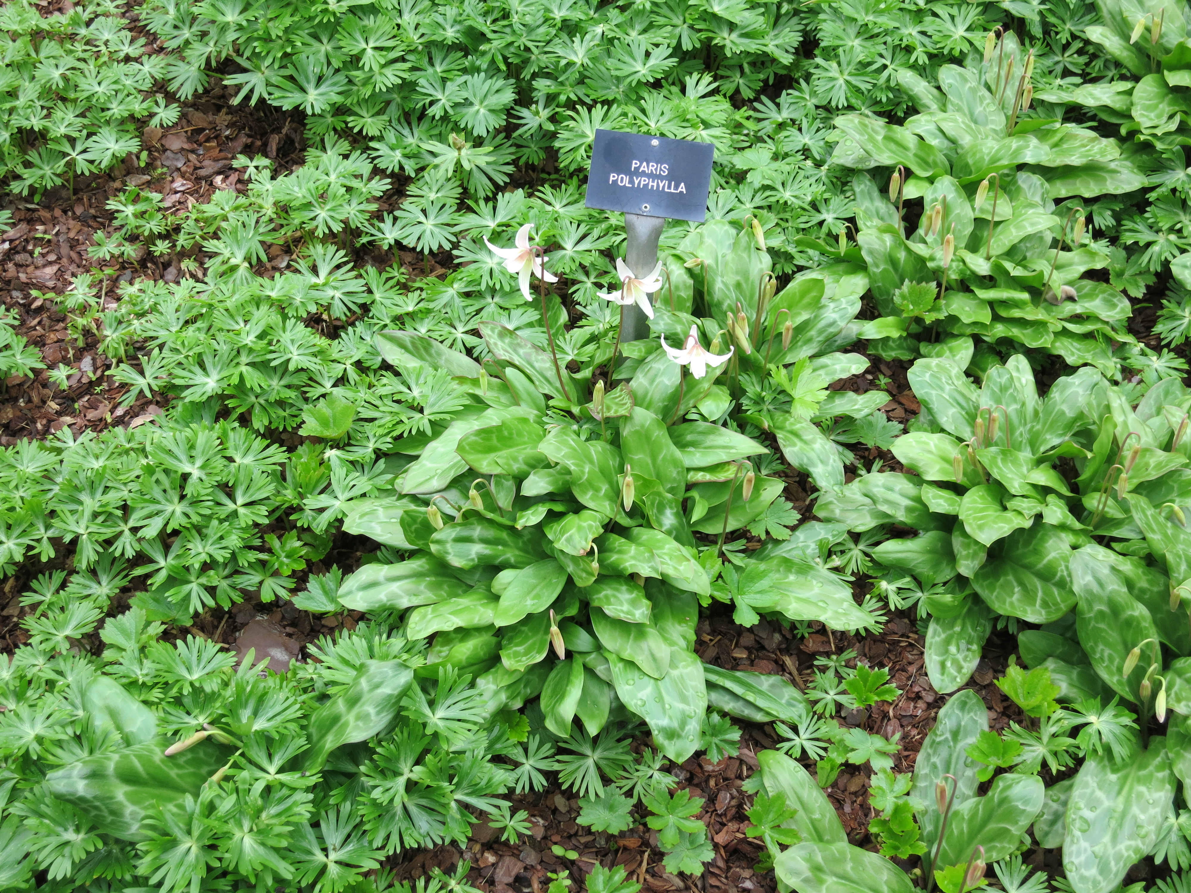 parispolyphyllaIMG2106
