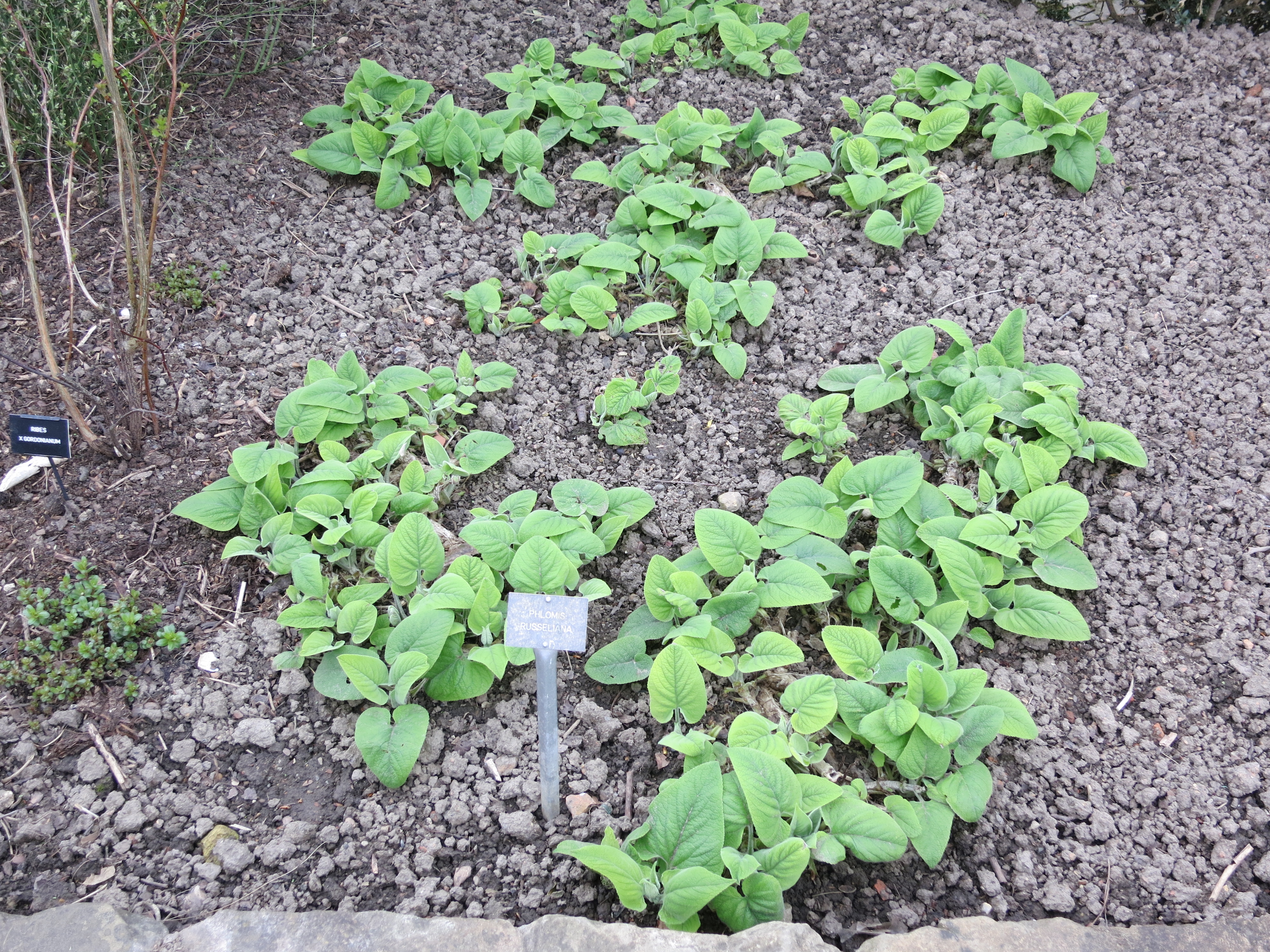 phlomisrusselianaIMG2056