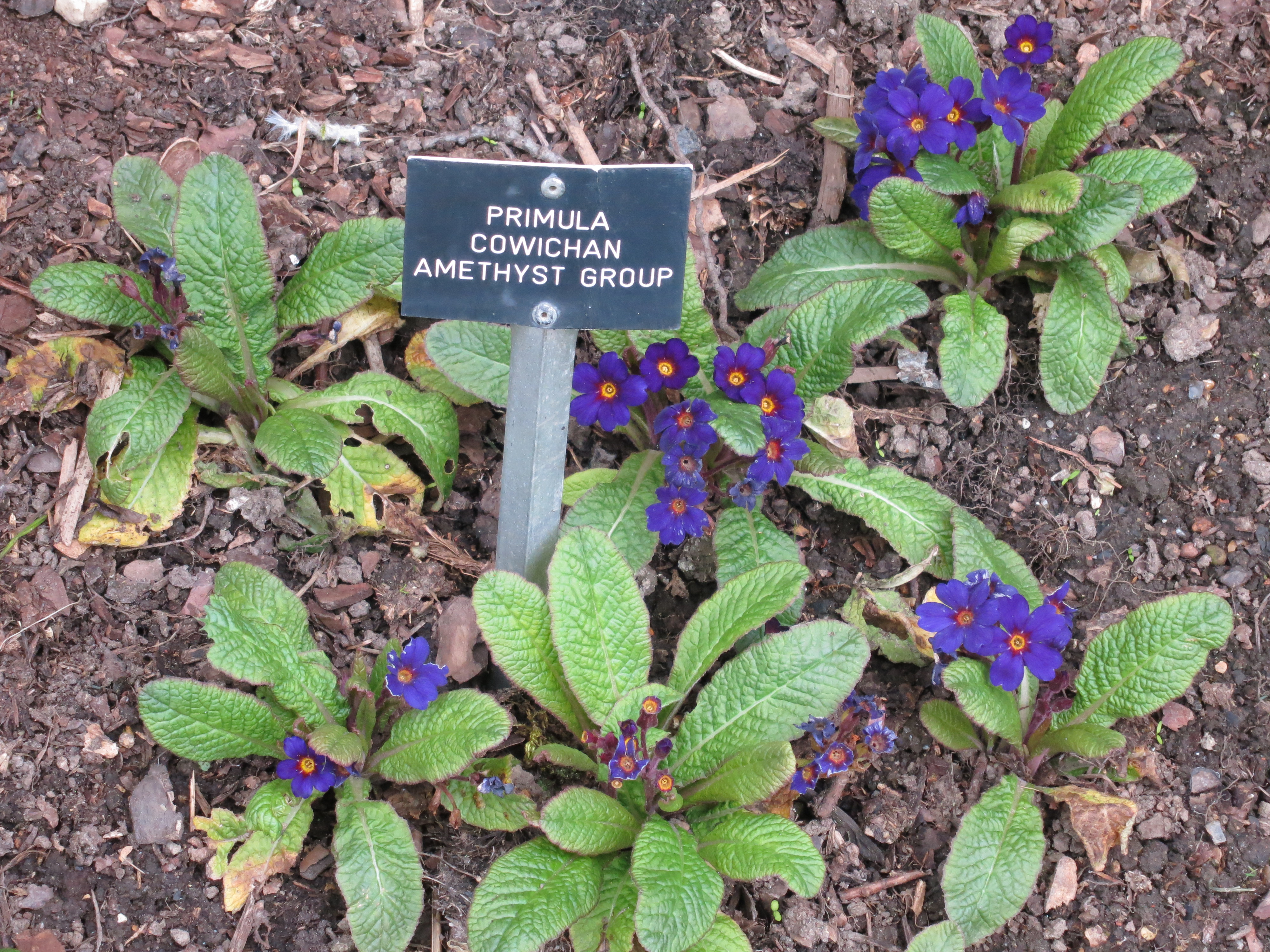 primulacowichanamethystgroupIMG2001
