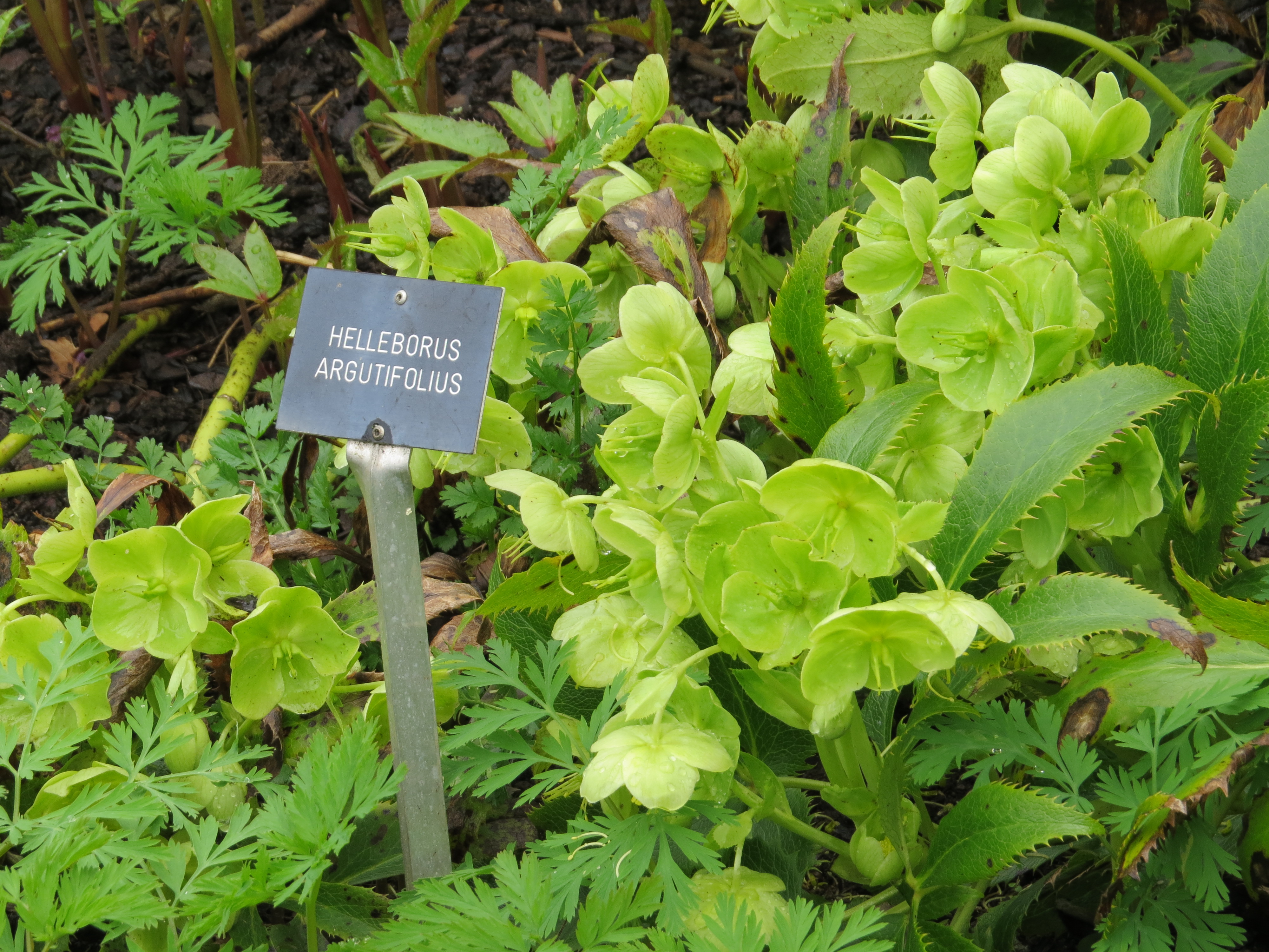 helleborusargutifoliusIMG5542