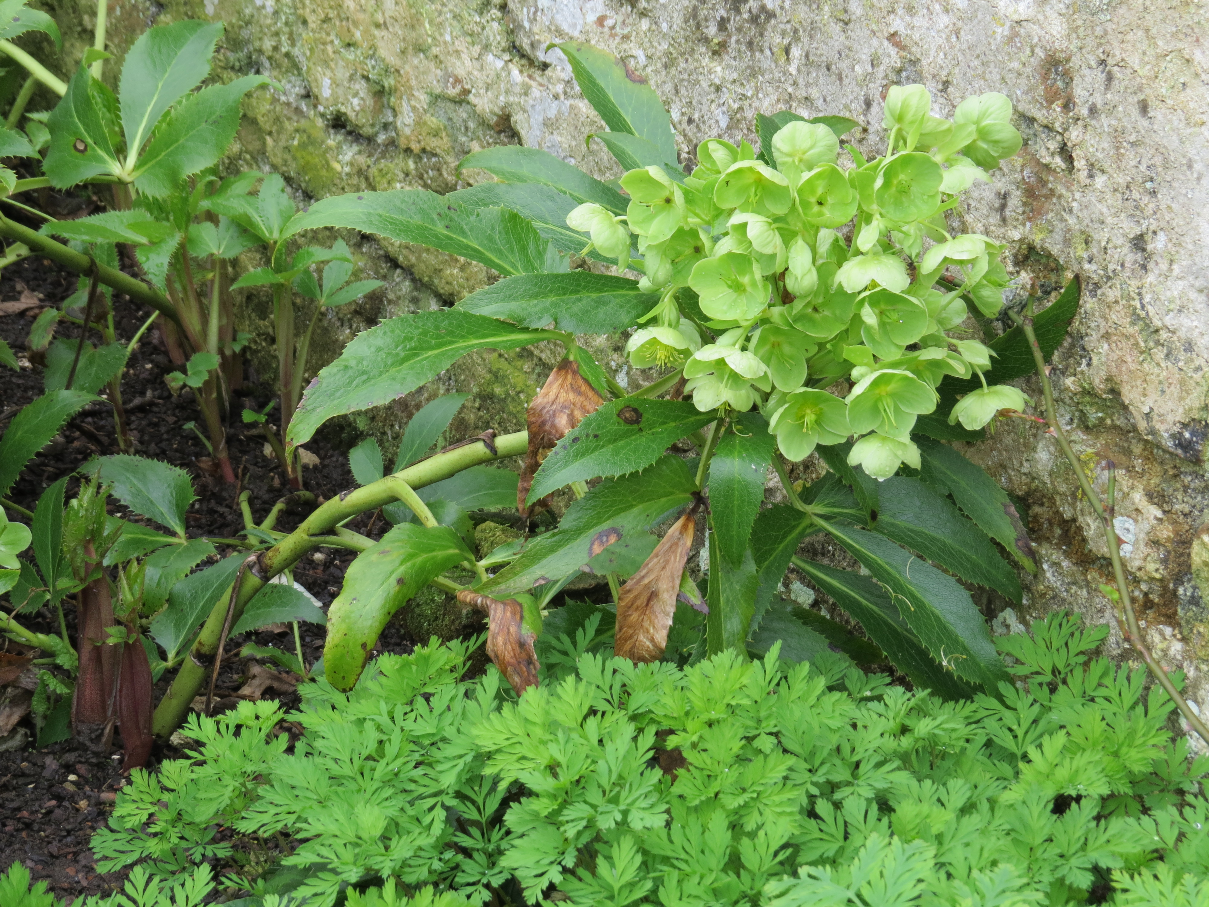 helleborusargutifoliusIMG5544