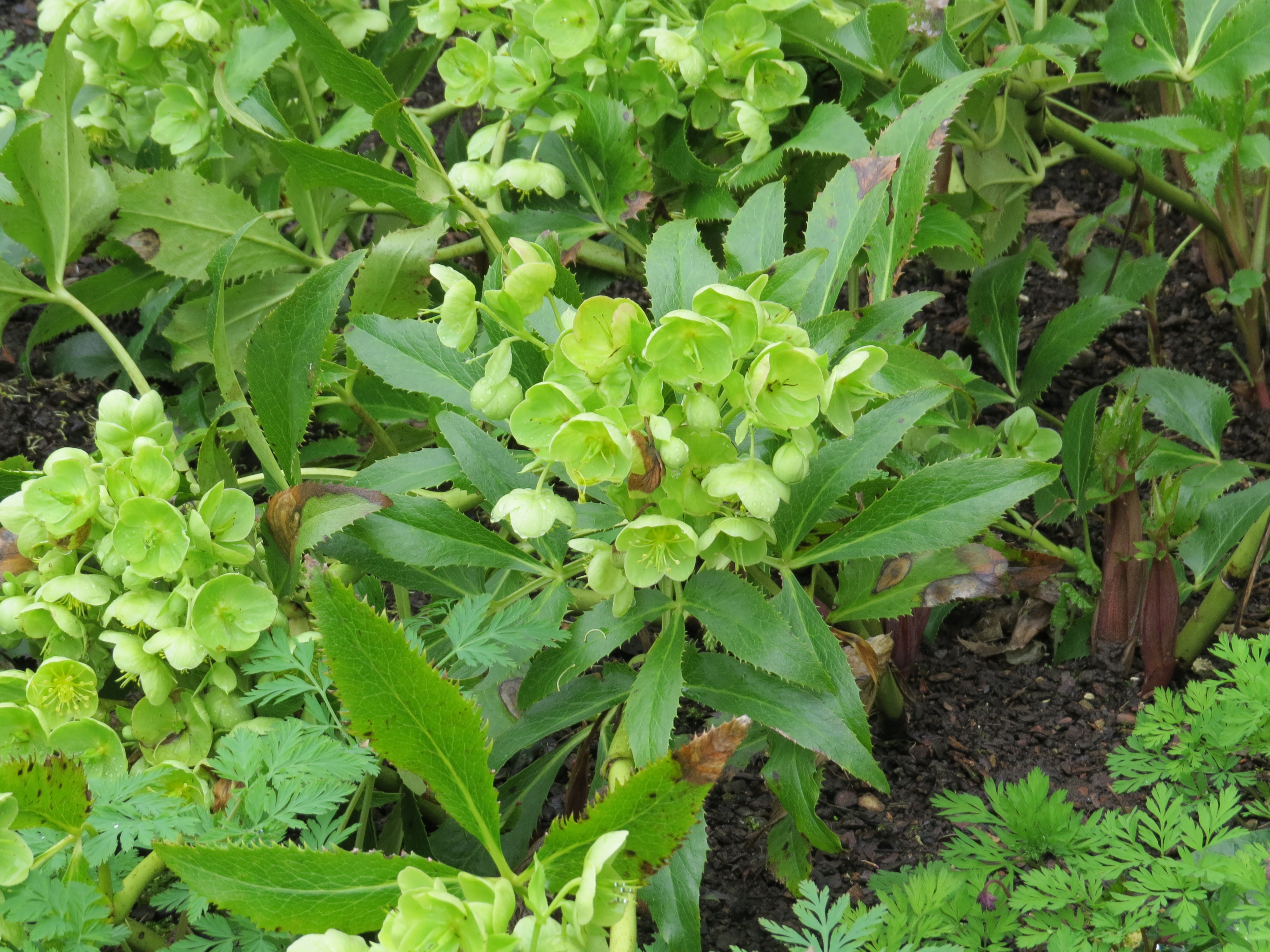 helleborusargutifoliusIMG5545