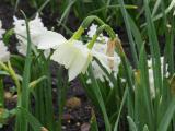 iIMG5492indexnarcissuspetrelsissinghurstgarnonswilliams