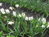iIMG5493indexnarcissuspetrelsissinghurstgarnonswilliams