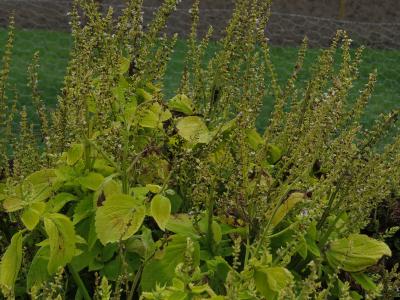 dColeus56IMG9731beddingtrialsolenostemongarnonswilliams