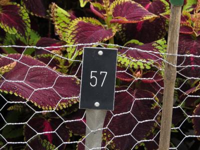 dColeus57IMG9734beddingtrialsolenostemongarnonswilliams