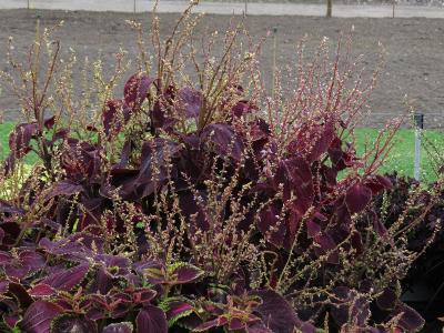 dColeus57IMG9735beddingtrialsolenostemongarnonswilliams
