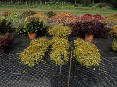 dColeus75IMG9792beddingtrialsolenostemongarnonswilliams