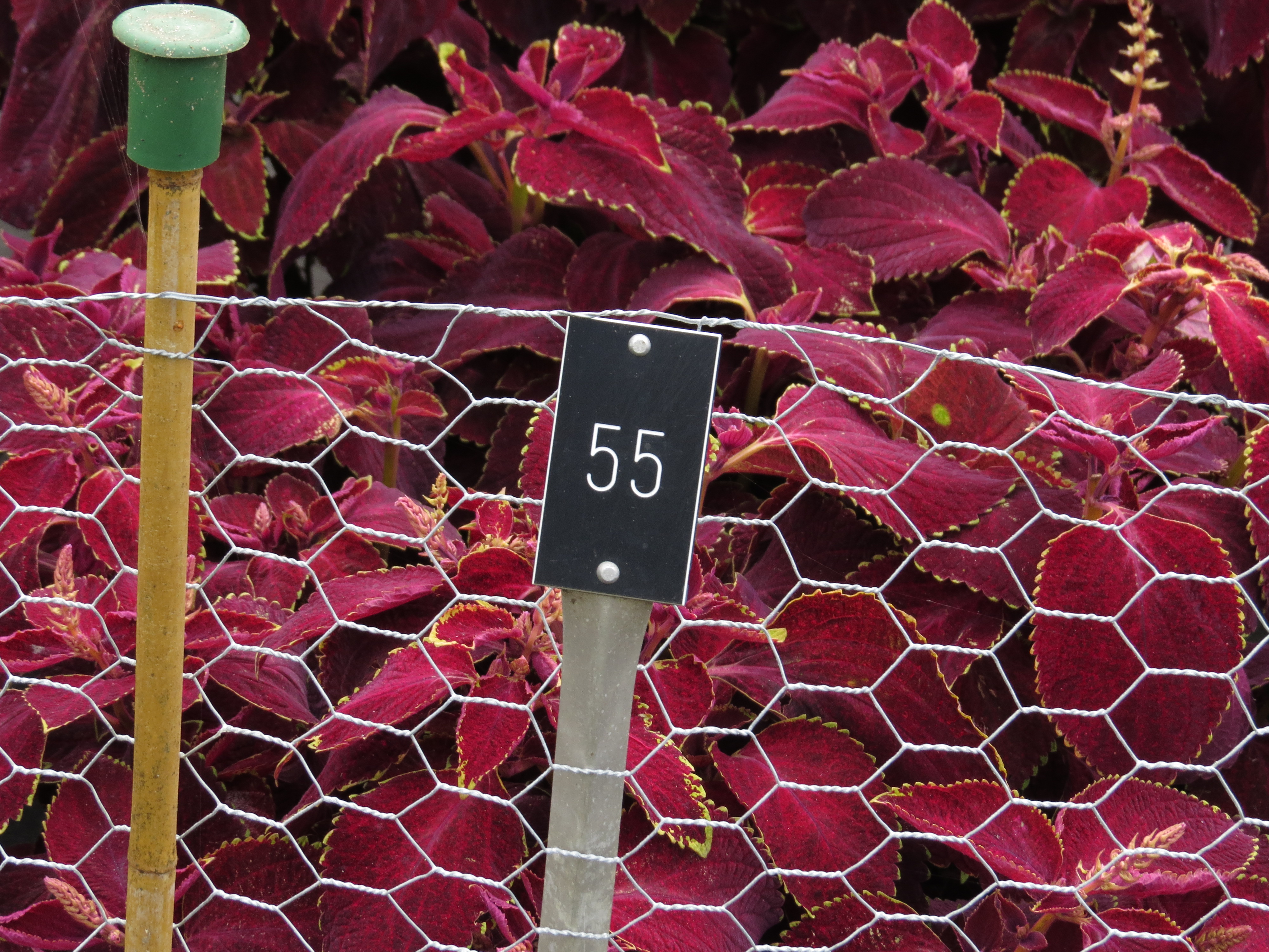 solenostemoncoleus55IMG9728