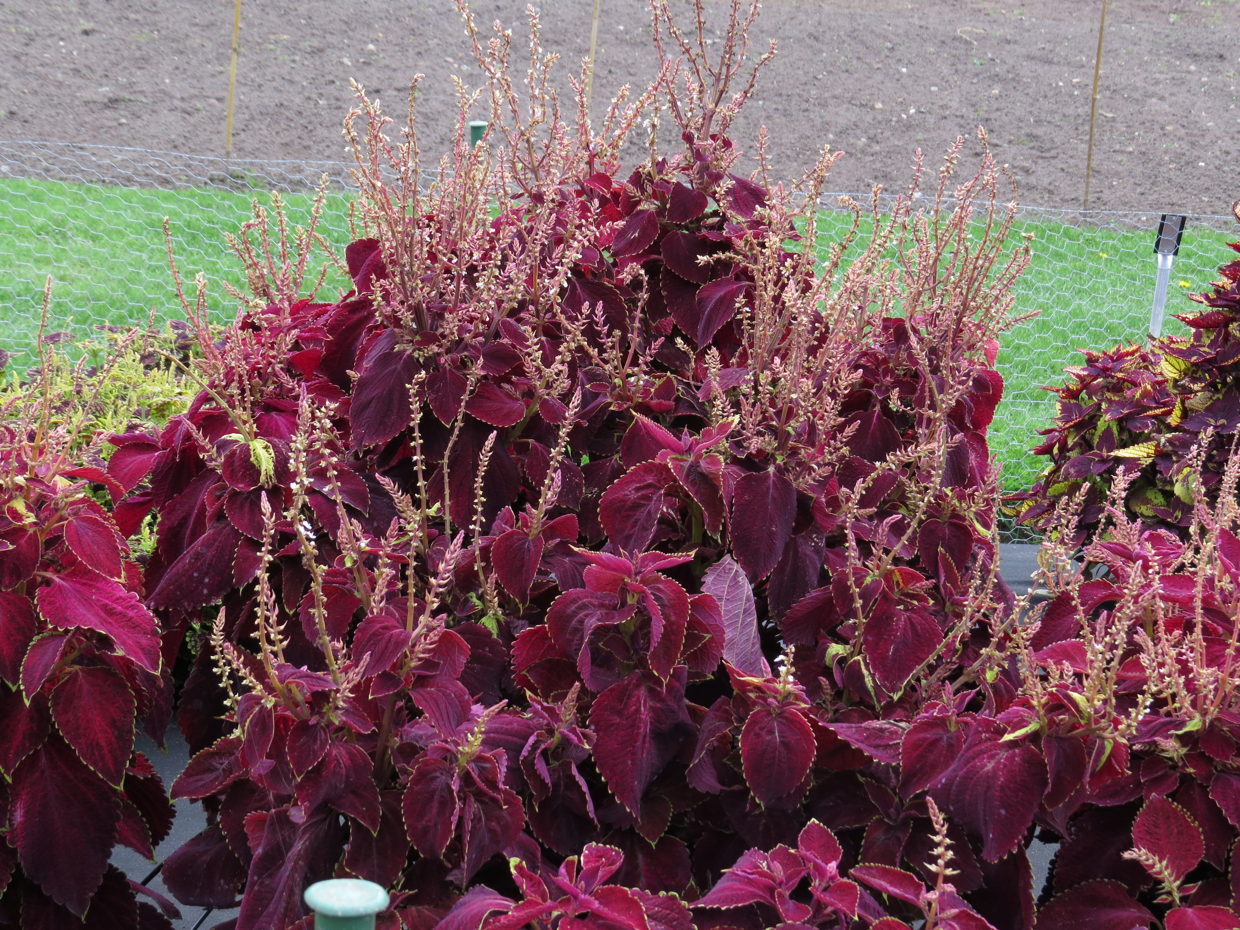 solenostemoncoleus55IMG9729